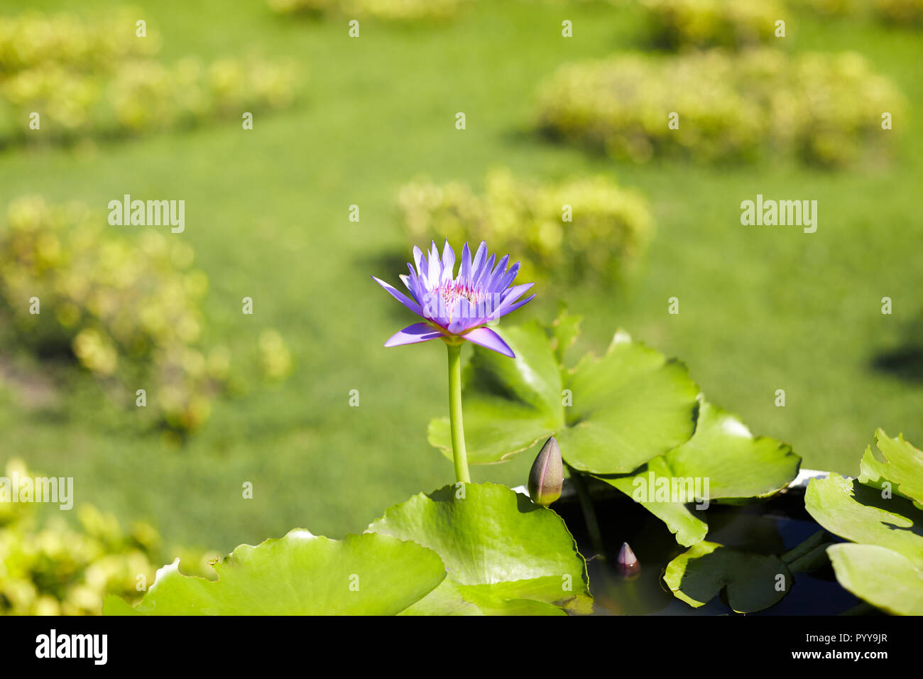 Bella viola Loto o Ninfea e fiore in fiore nel laghetto con la natura dello sfondo. La tranquillità e l'atmosfera rilassante della natura dello sfondo. Foto Stock