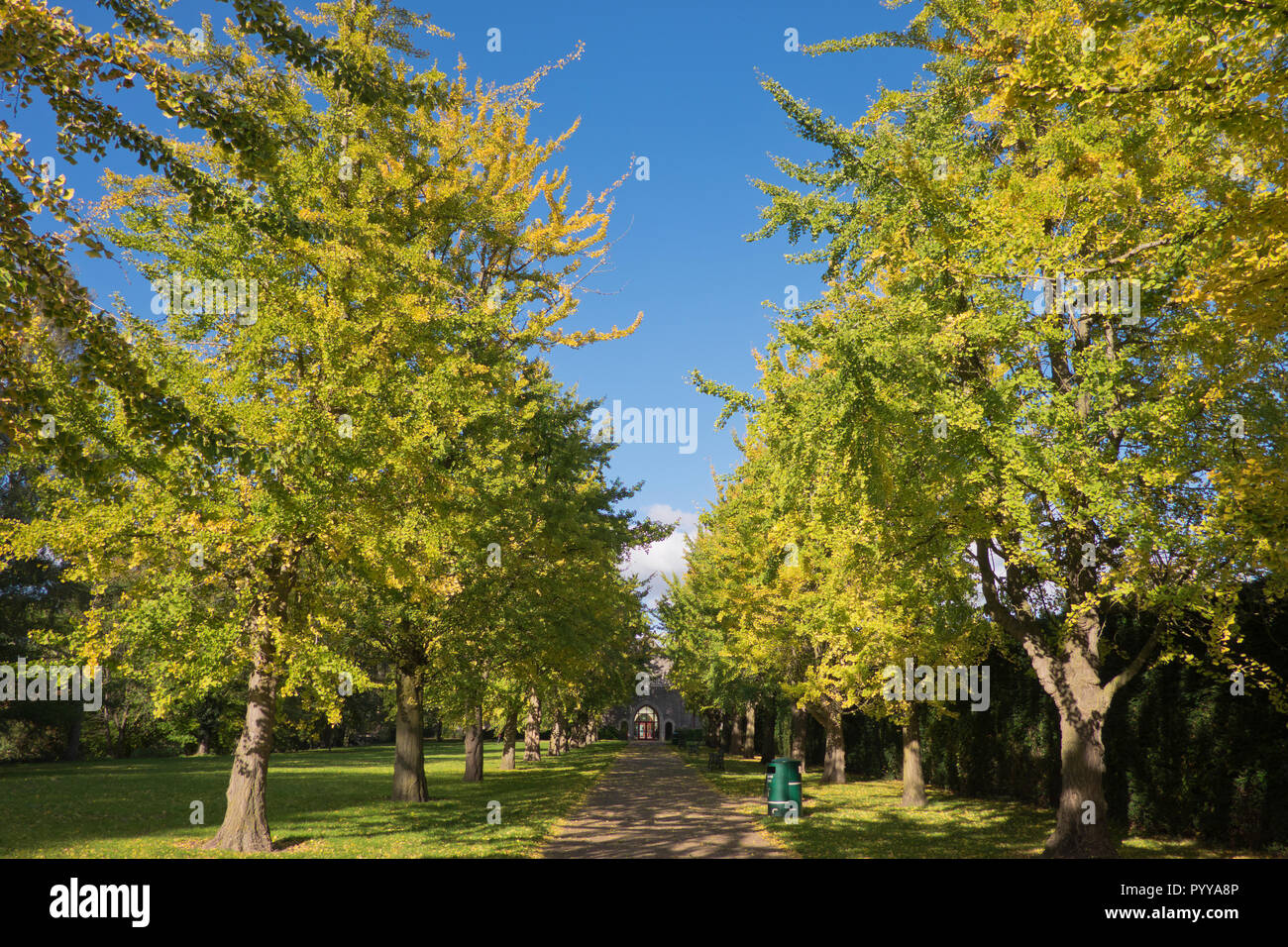 Viale di alberi di gingko in Bute Park Cardiff Galles Wales Foto Stock