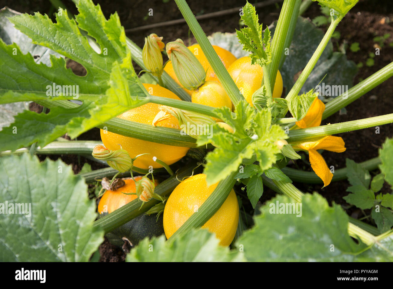 Close up di Zucchine Zucchine di crescita della pianta rotonda gialla frutto Suffolk, Inghilterra, Regno Unito Foto Stock