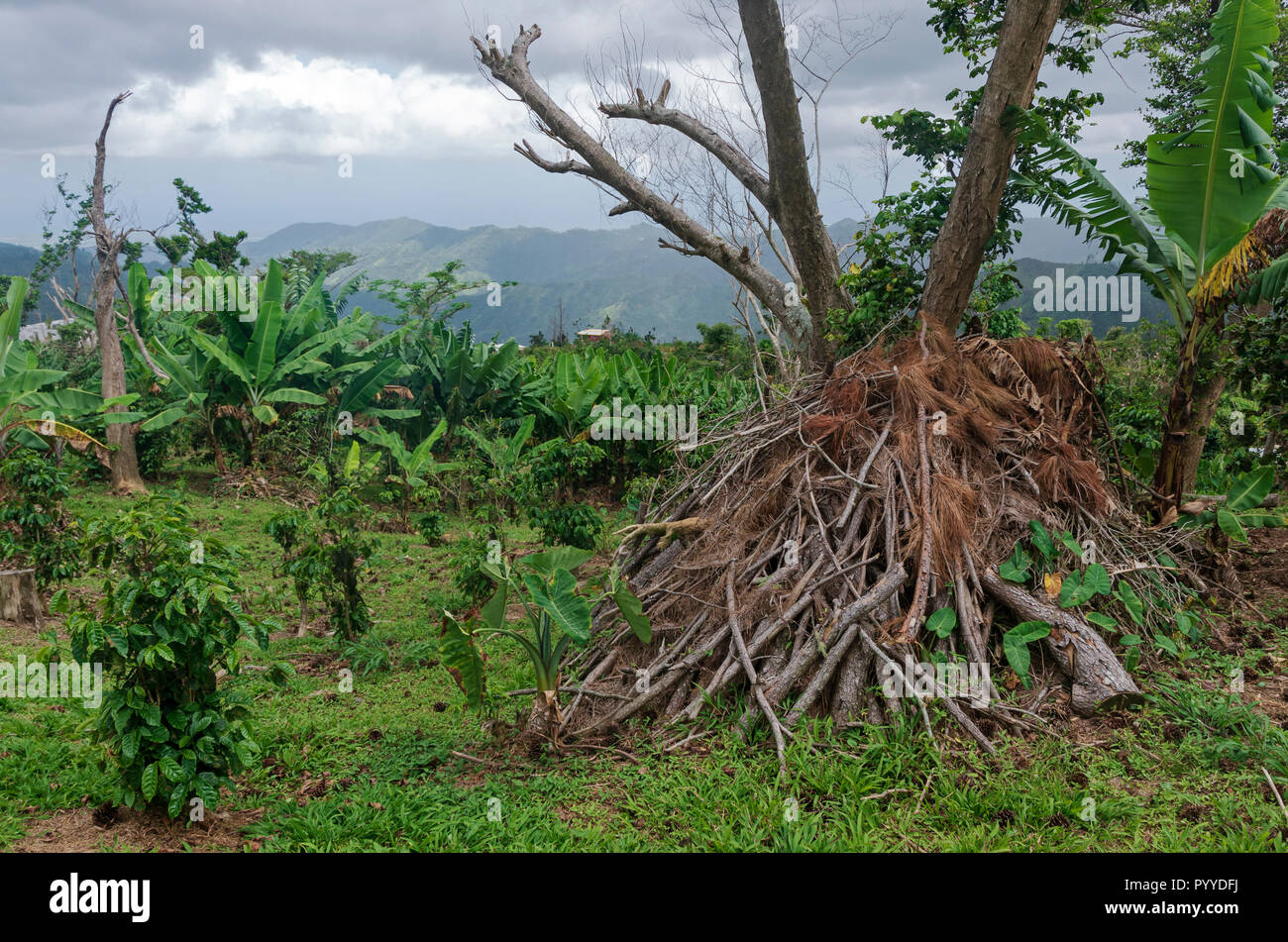 Cancellata la spazzola e le colture in piantagione di caffè campi recuperando dopo l uragano maria in ponce puerto rico Foto Stock