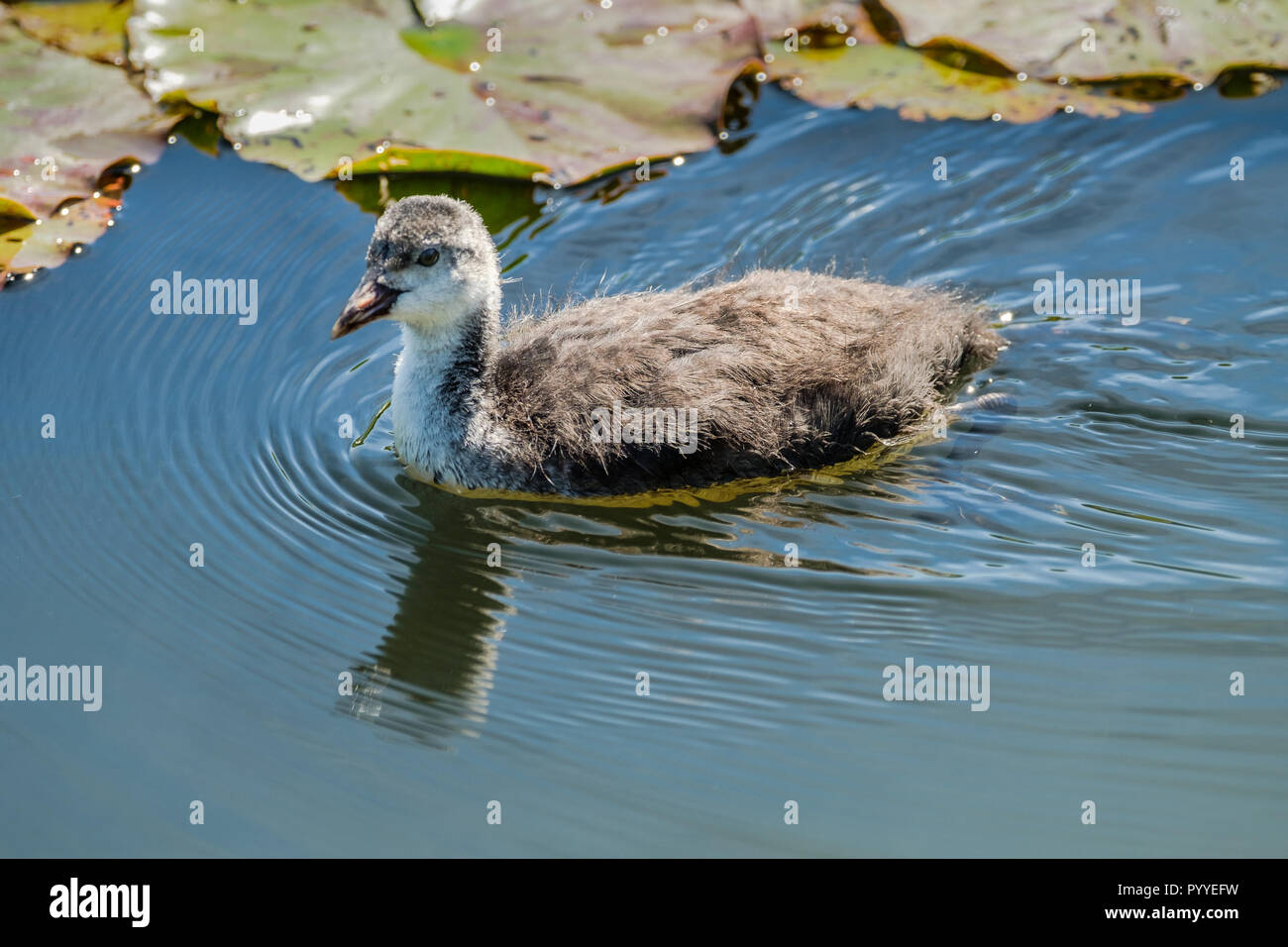 Giovani fluffy coot. Foto Stock