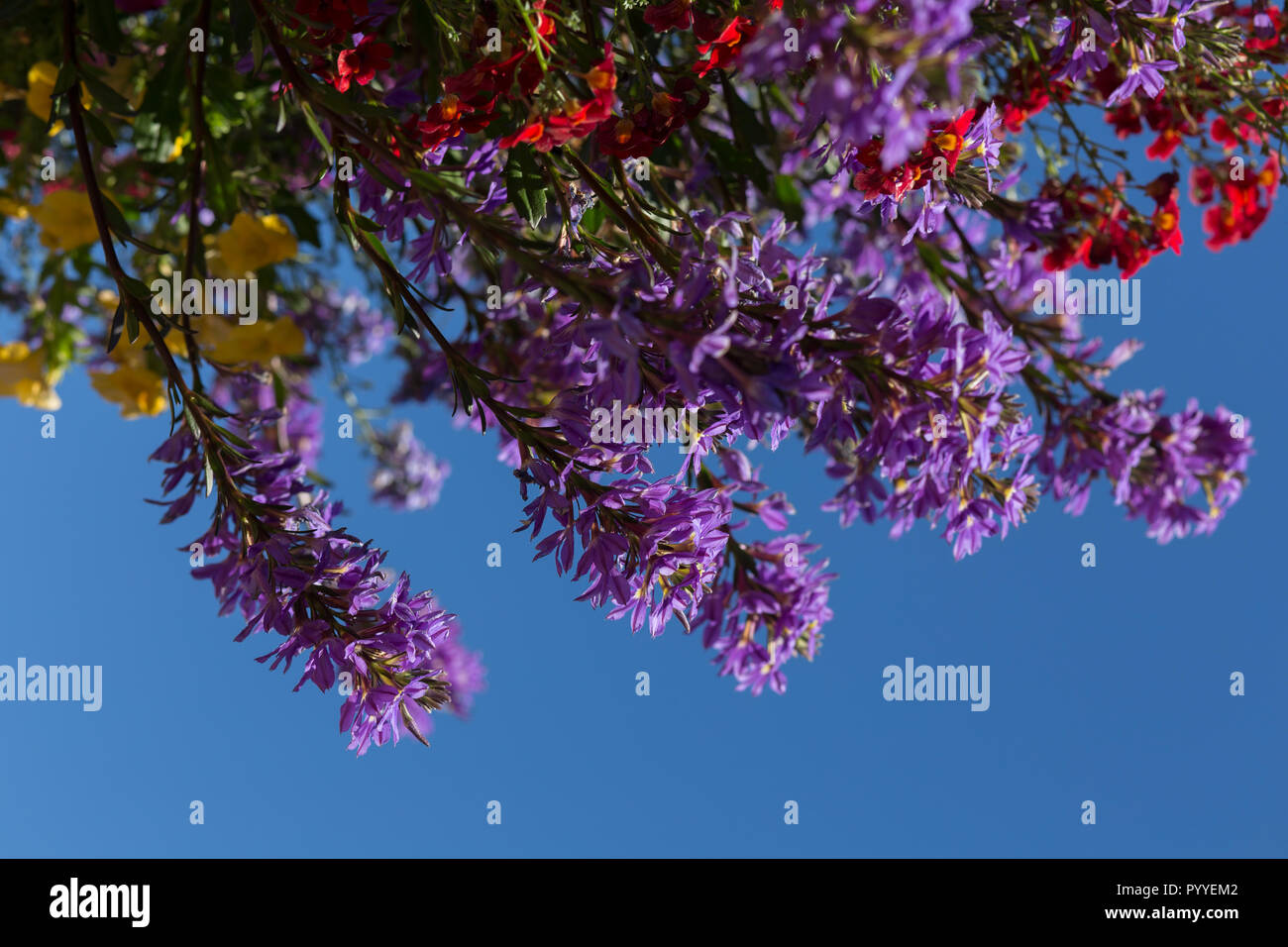 Fiori colorati che fiorisce in una piscina pensile Casella della piantatrice, con cielo blu sullo sfondo Foto Stock