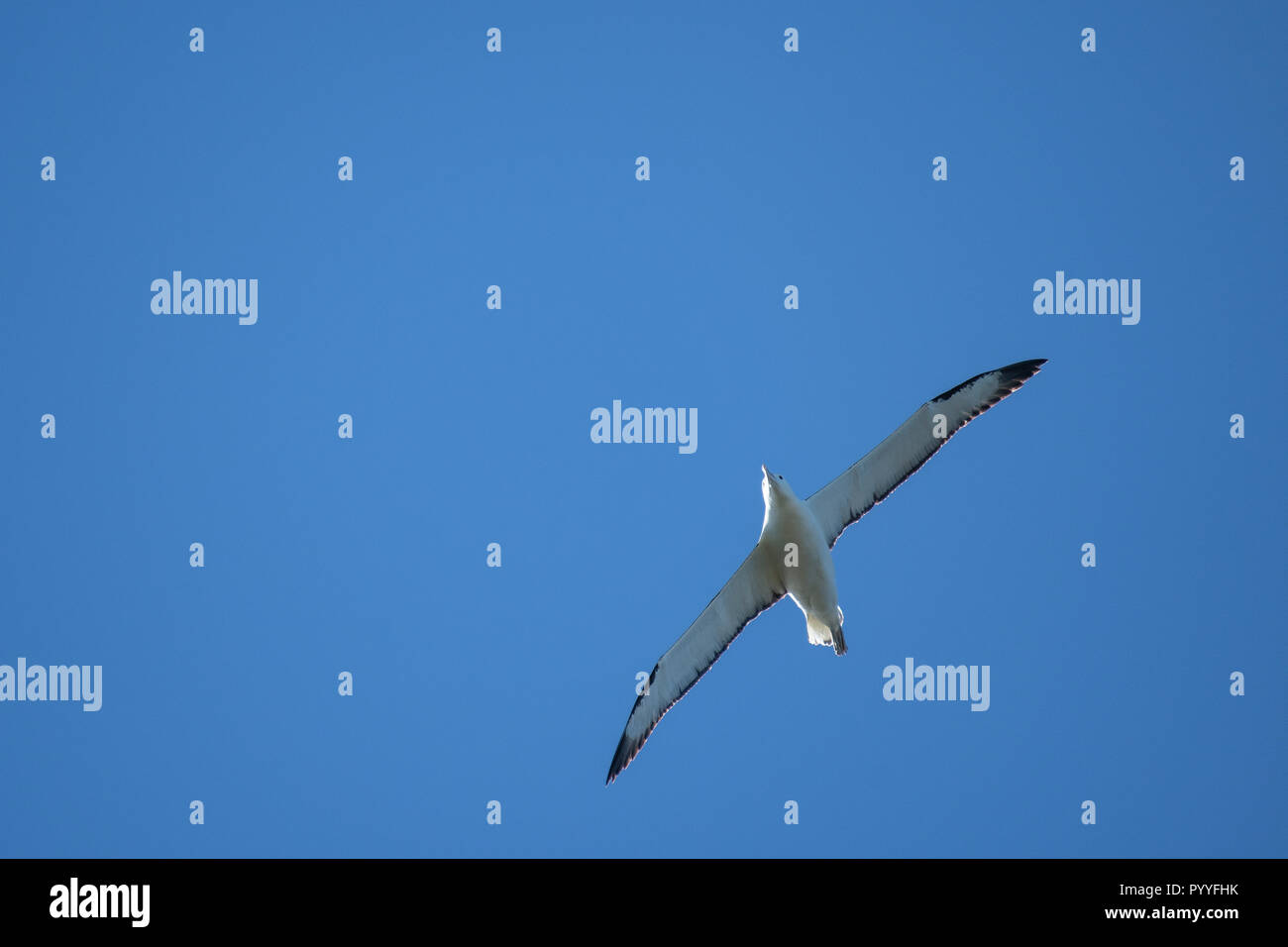 Royal Albatross con tre metri di apertura alare scivolando agilmente e silenziosamente su colonia di Dunedin Foto Stock