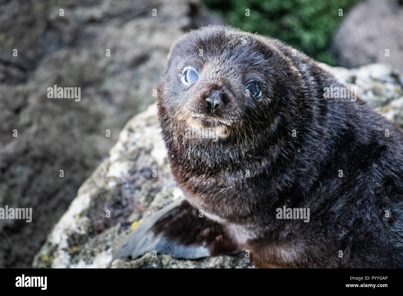 Nuova Zelanda pelliccia sigillo colony vicino a Dunedin sulla penisola di Otago Foto Stock