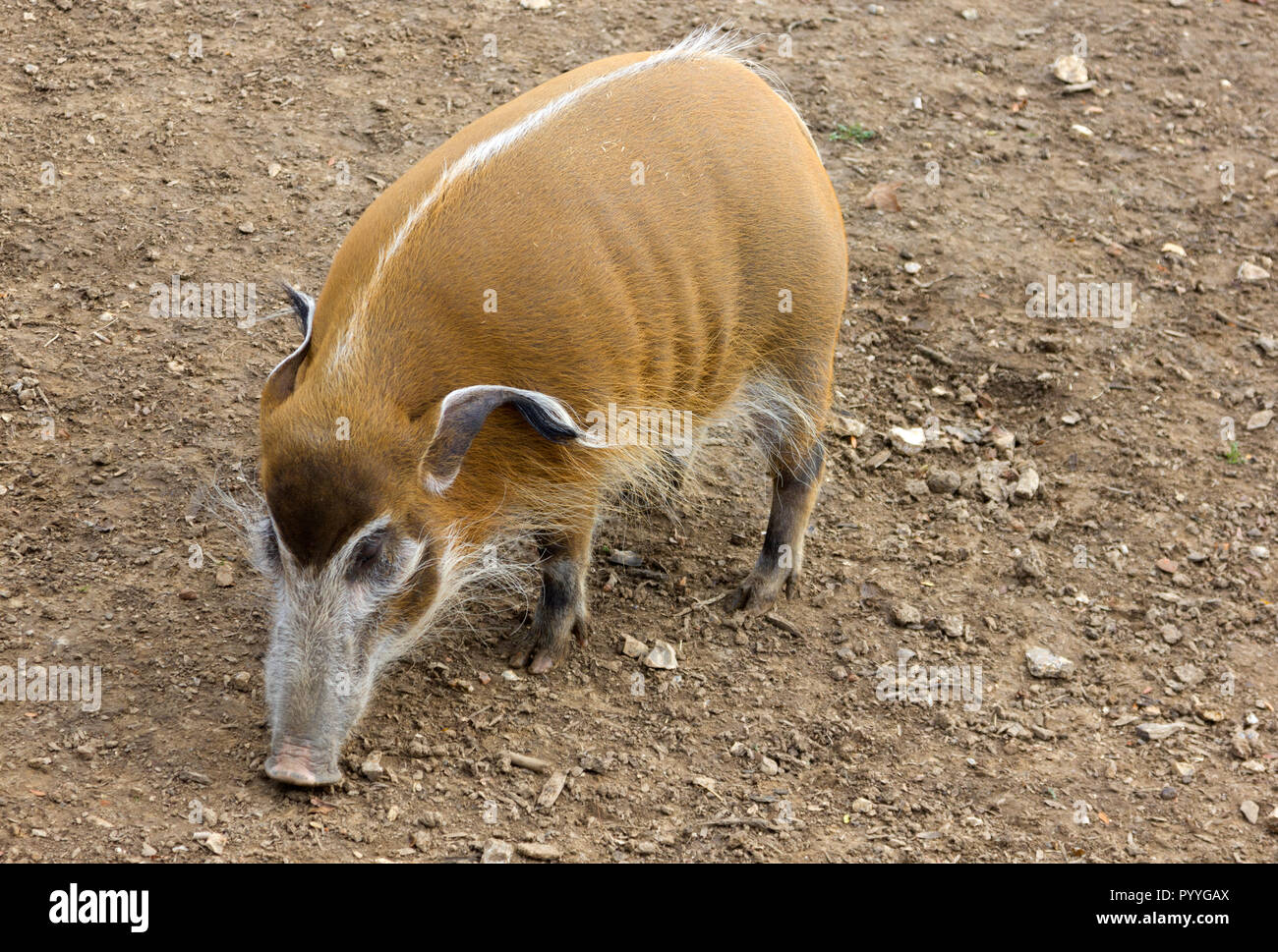 Red River porco o Africasn Bush maiale (Potomocherus Porcus) Foto Stock