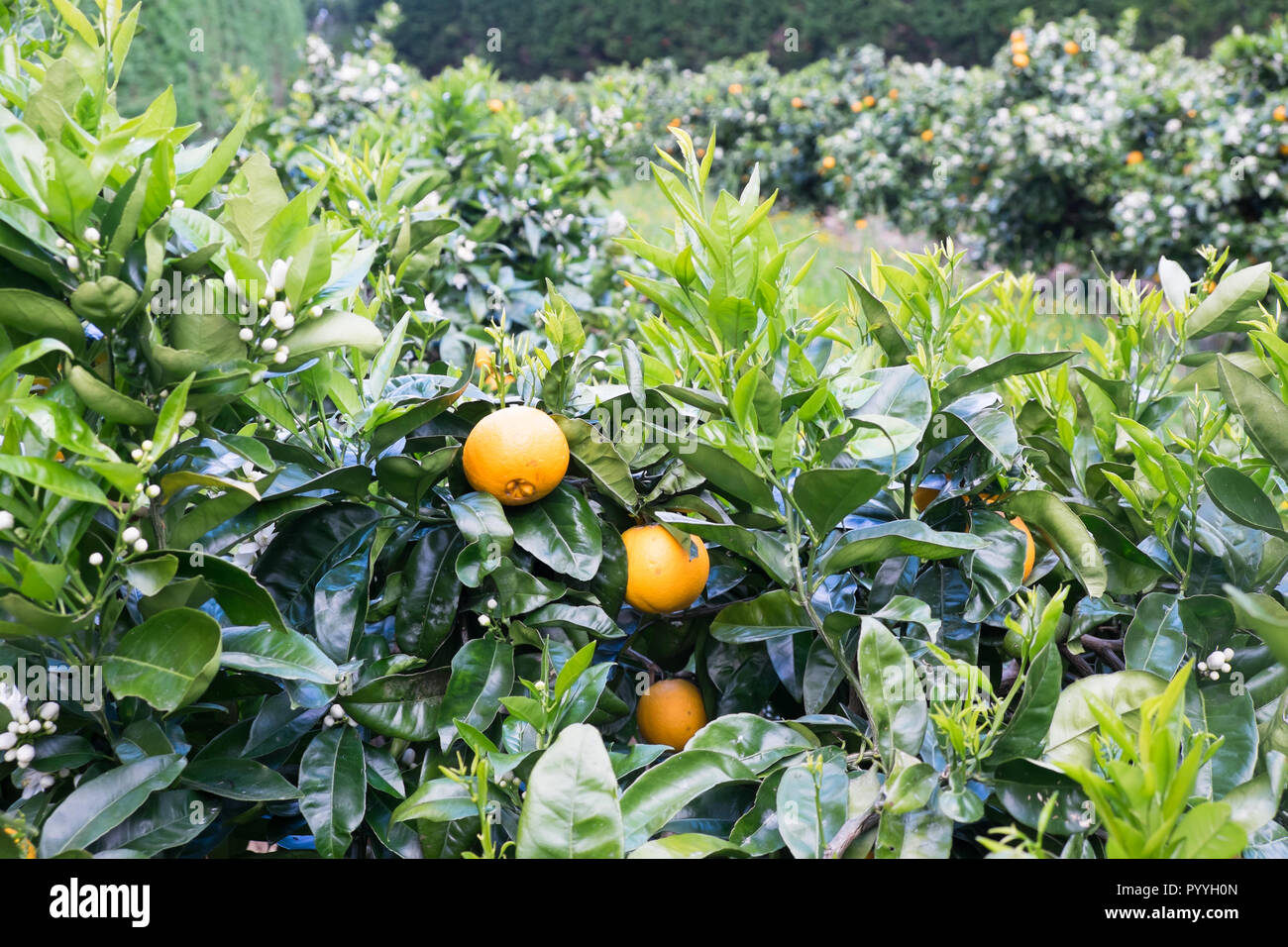 Orange frutta e fiori su alberi di agrumi nel frutteto di Kerikeri, estremo Nord distretto, Northland, Nuova Zelanda, NZ Foto Stock