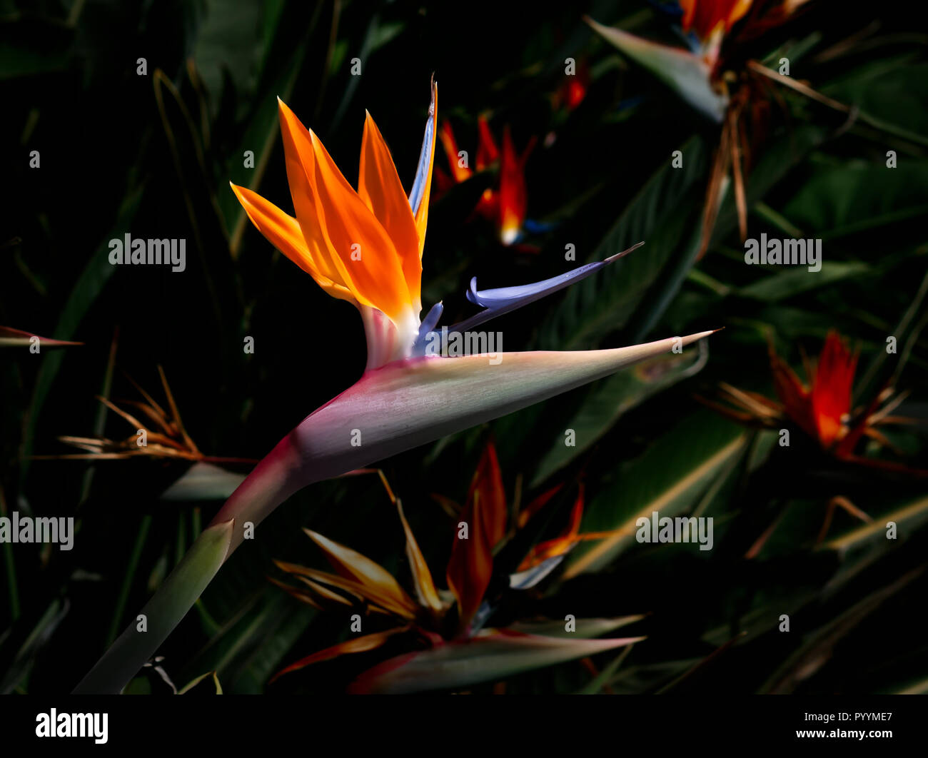 Colori vibranti paradiso degli uccelli fiore isolata contro un oscuro sfondo colorato Foto Stock