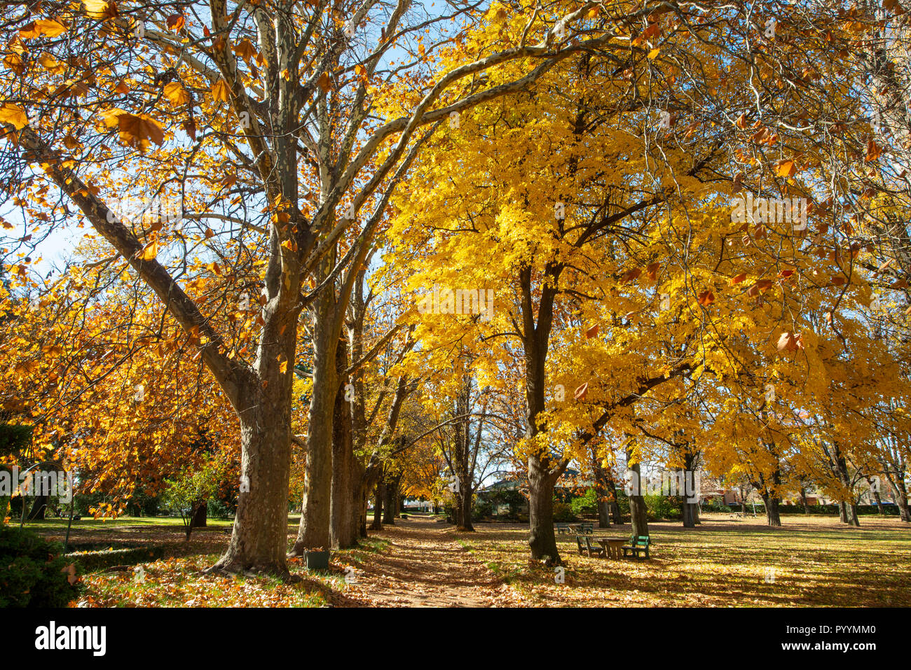 Cook Park è di 4,5 ettari di parco nel cuore di Orange. Costruito a fianco di estate Street, il parco racchiude in sé i colori stagionali di colore arancione. Foto Stock