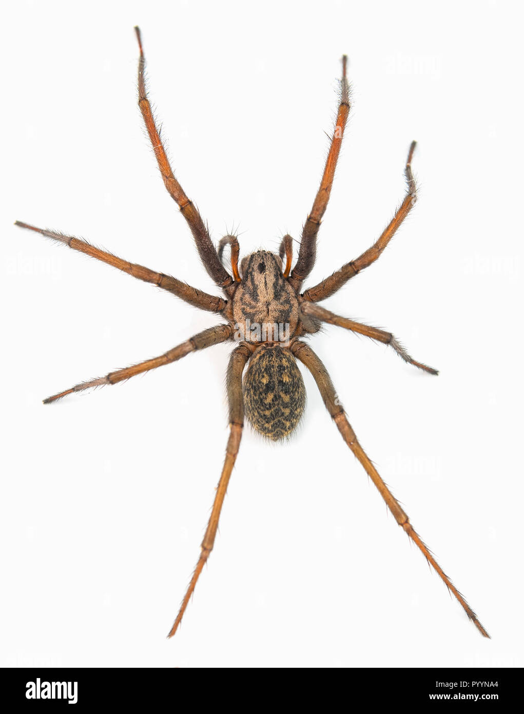 Il ragno predatore isolato su bianco Foto Stock