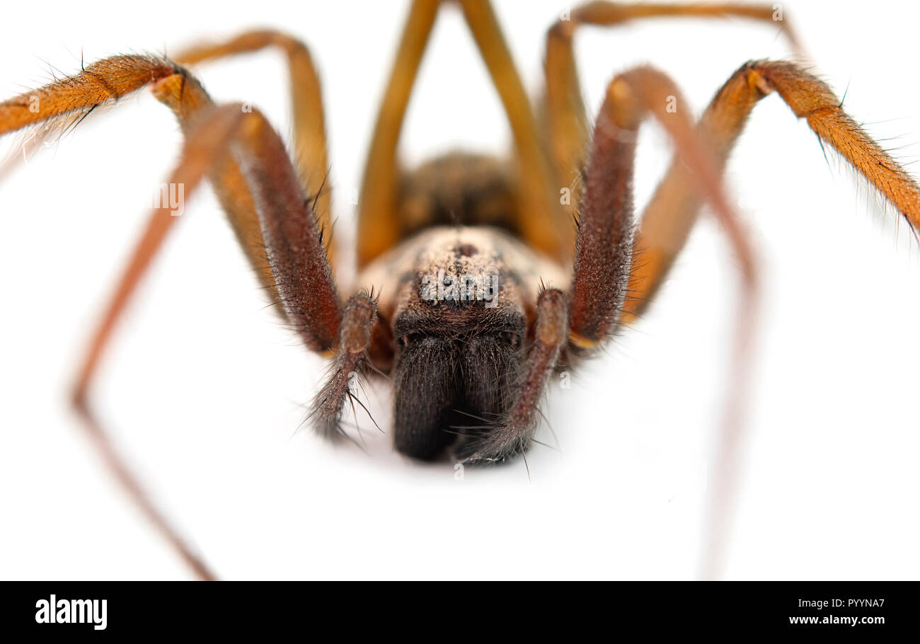 Il ragno predatore isolato su bianco Foto Stock