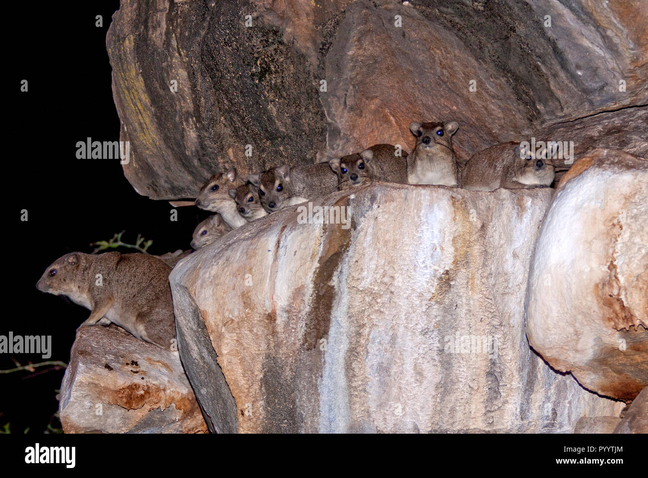 Un gruppo di Bush Hyrax sheek sicurezza dai predatori su affioramenti rocciosi e cenge in notturna Foto Stock