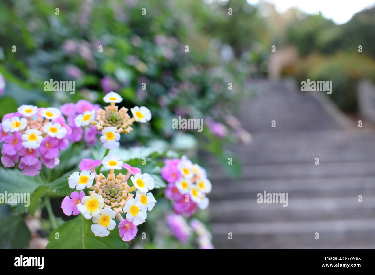 Rosa fiore giallo nella natura, la natura di Mallorca, scale nella foresta, piante verdi, atmosfera romantica, grazioso fiore, blossom dettagliata, sfondo Foto Stock