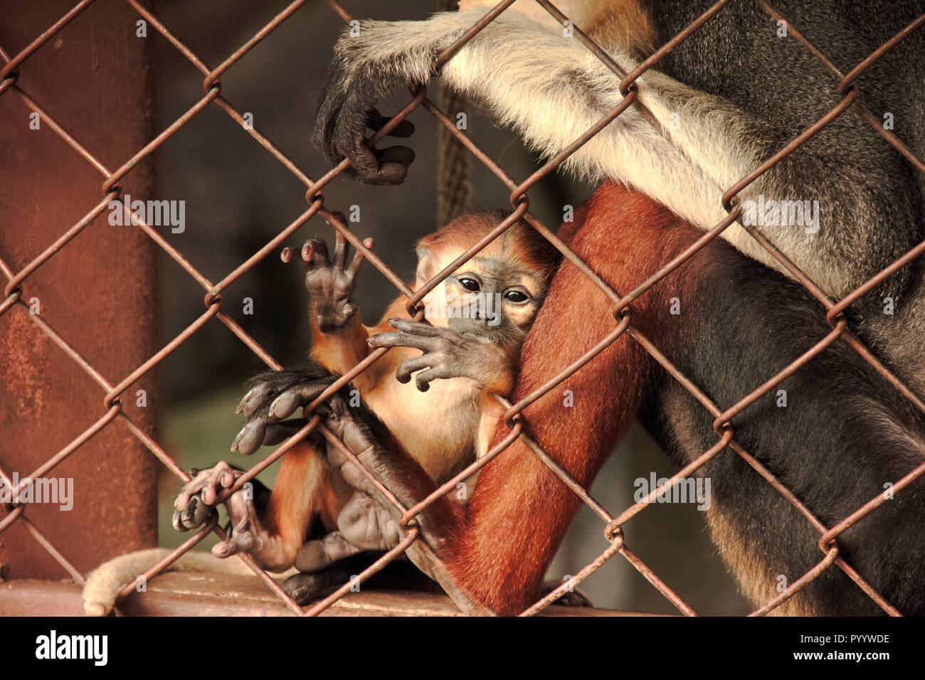 Un bambino rosso-shanked douc Langur che si aggrappa gabbia di sedersi con i loro genitori in lo zoo di gabbia, le specie in pericolo, specie riservati Foto Stock