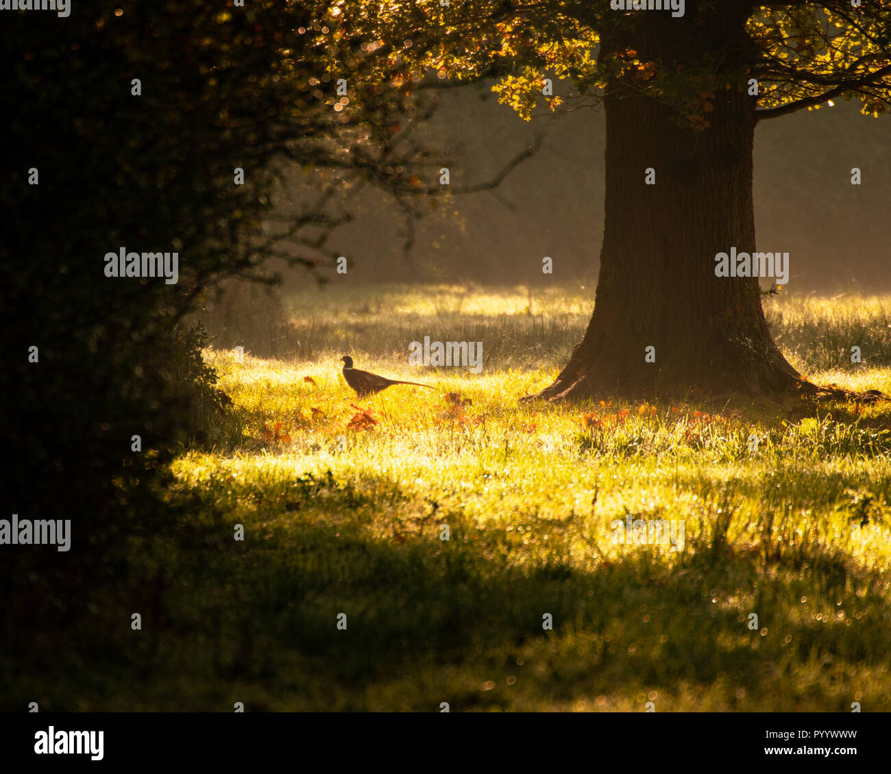 Il fagiano nella luce del mattino in un campo con alberi durante la primavera, Hampshire, Regno Unito Foto Stock