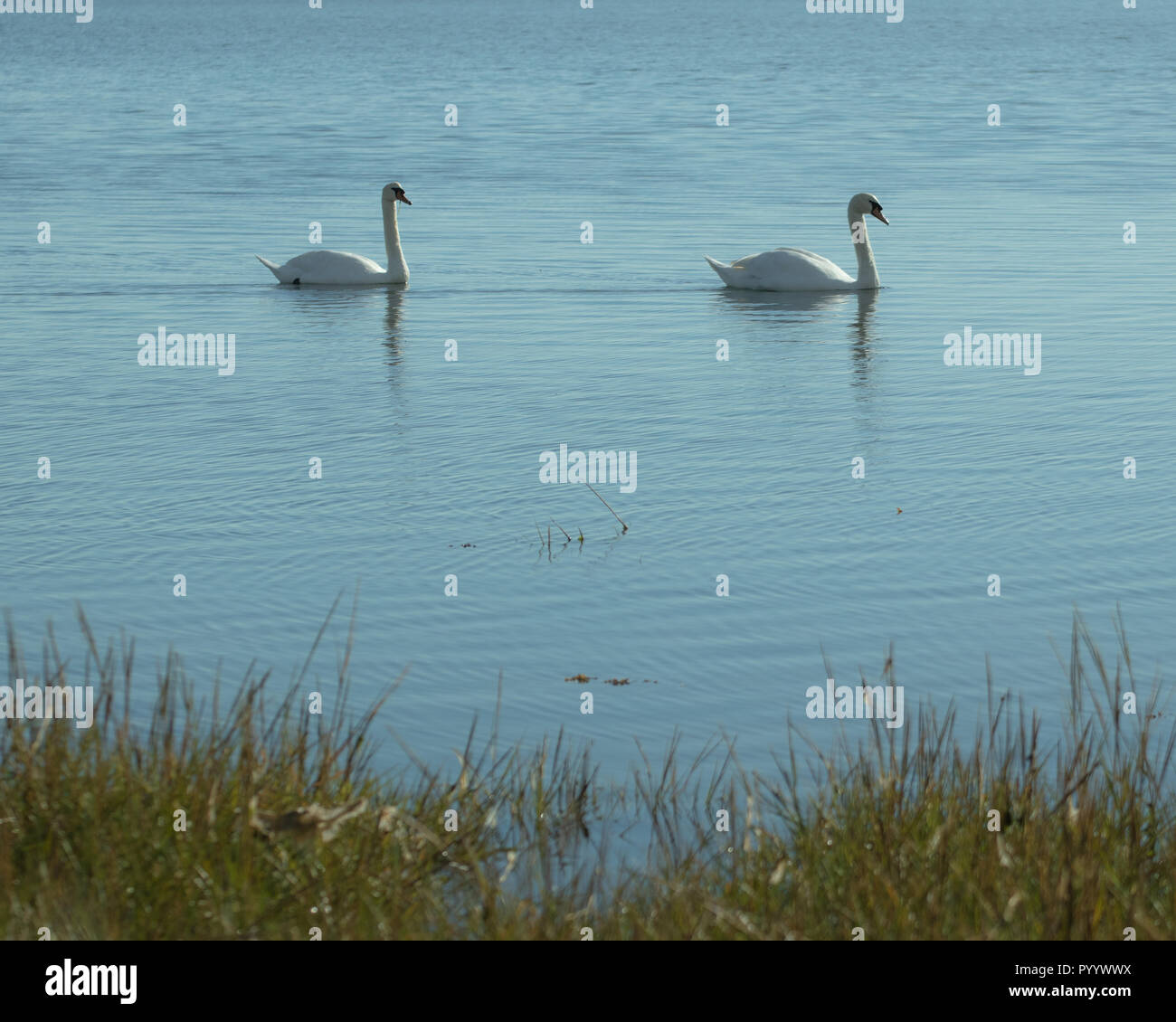 Una coppia di cigni bianchi sulle calme acque blu Foto Stock
