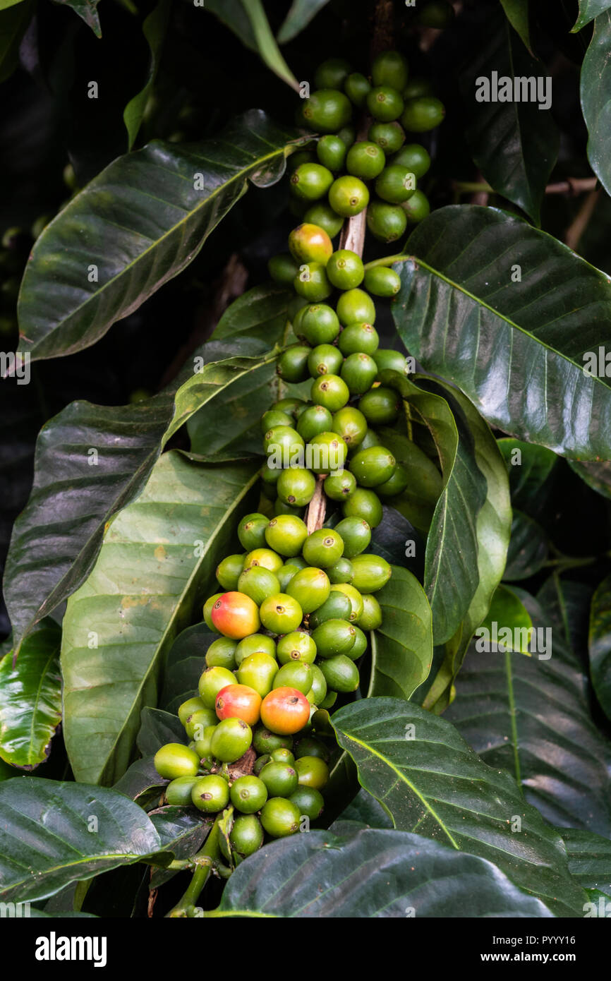 Caturra chicchi di caffè affastellati assieme su un unico ramo con foglie verdi della bussola in background. Per la maggior parte in verde, alcuni appena iniziando a maturare. Foto Stock