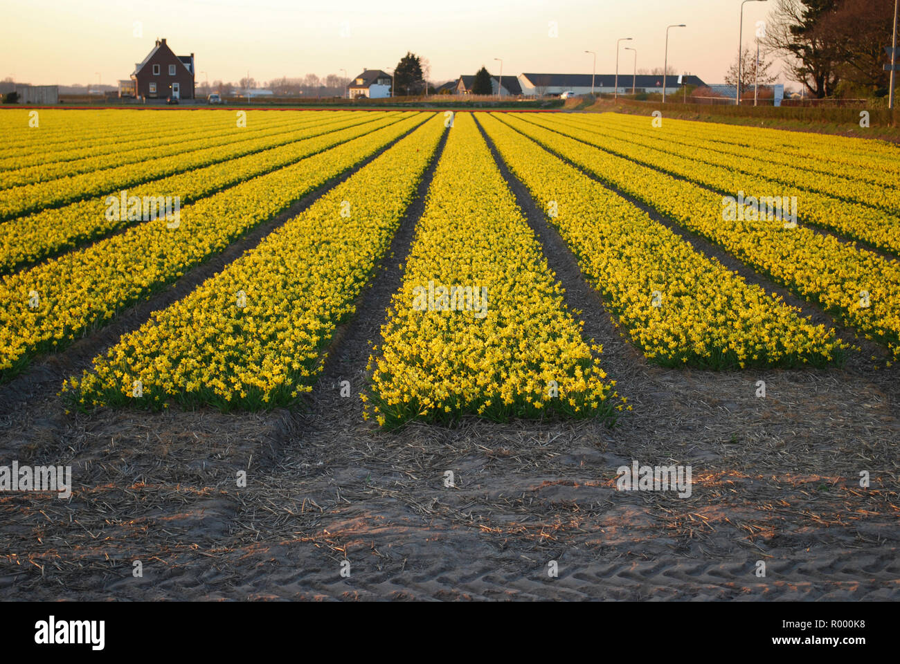 I campi di giallo narcisi sul tramonto. Sera paesaggio di primavera nei Paesi Bassi. Foto Stock