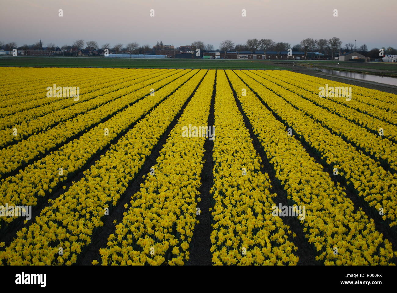 I campi di giallo narcisi sul tramonto. Sera paesaggio di primavera nei Paesi Bassi. Foto Stock