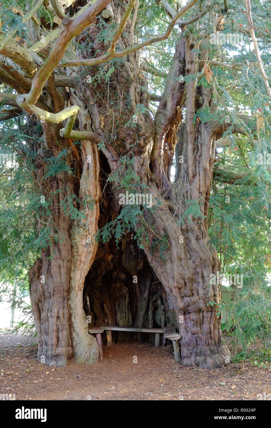 Antico albero di Yew nel sagrato a Much Marcle, Herefordshire Foto Stock