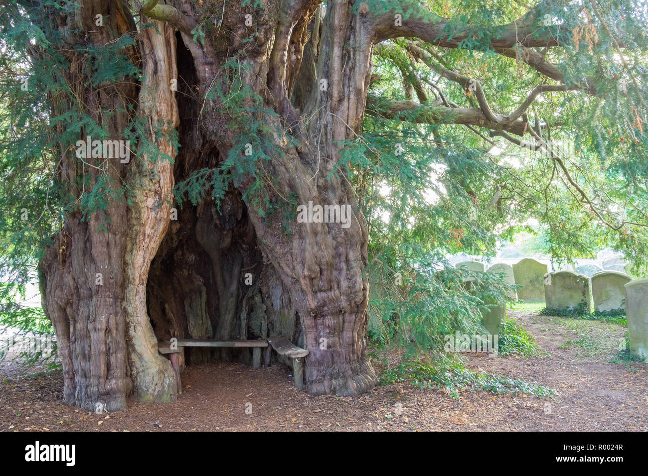 Antico albero di Yew nel sagrato a Much Marcle, Herefordshire Foto Stock
