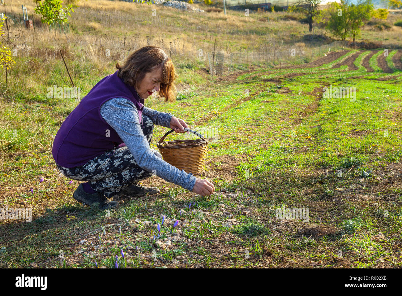 Il raccolto di zafferano nell'Altopiano di Navelli, Abruzzo Italia Foto Stock