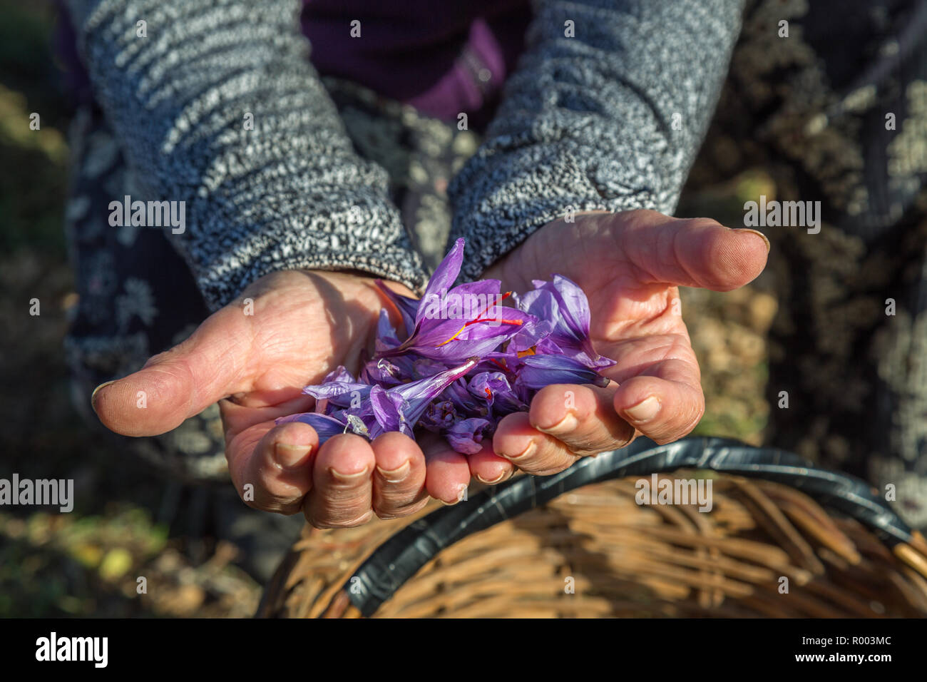 Il raccolto di zafferano nell'Altopiano di Navelli, Abruzzo Foto Stock