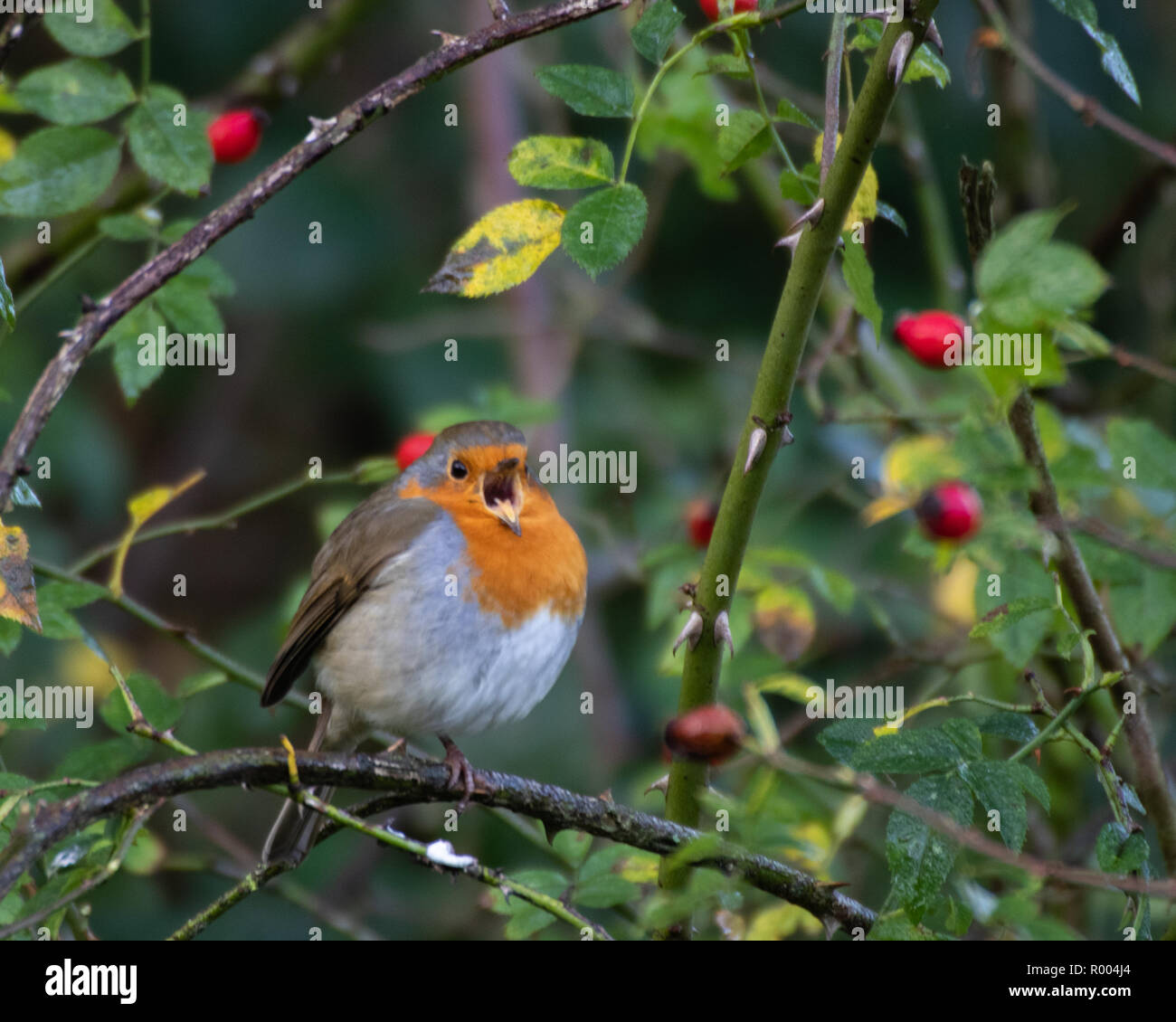 Un Europeo Robin cinguettio in holly bush con bacche rosse Foto Stock