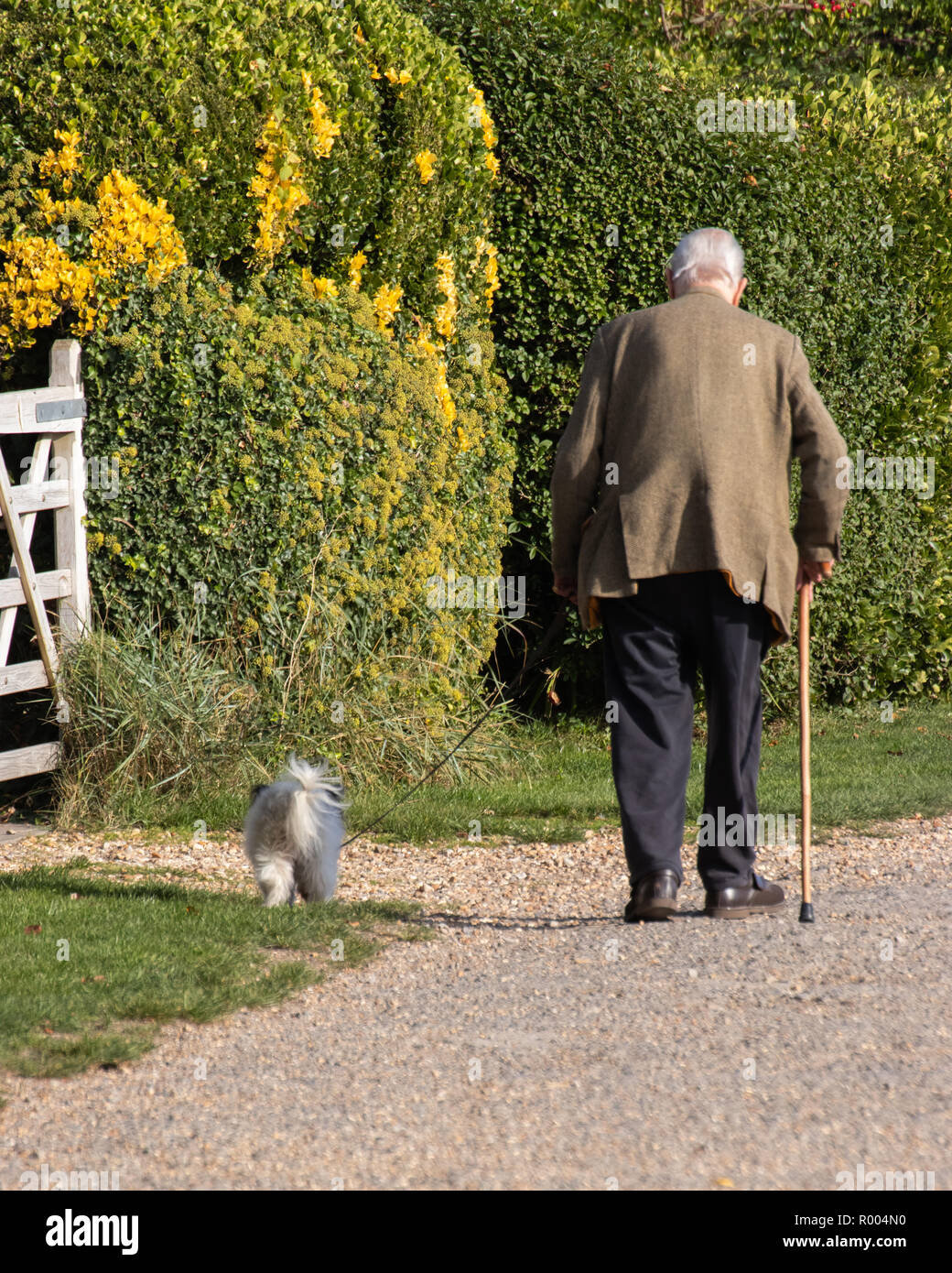 Un uomo anziano con un bastone da passeggio il cane a camminare su una derivazione Foto Stock