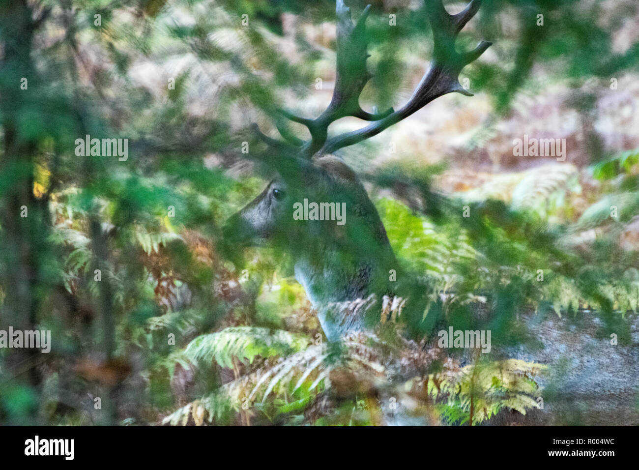 Stag Cervo con grandi corna nascondendo in felce in una foresta Foto Stock