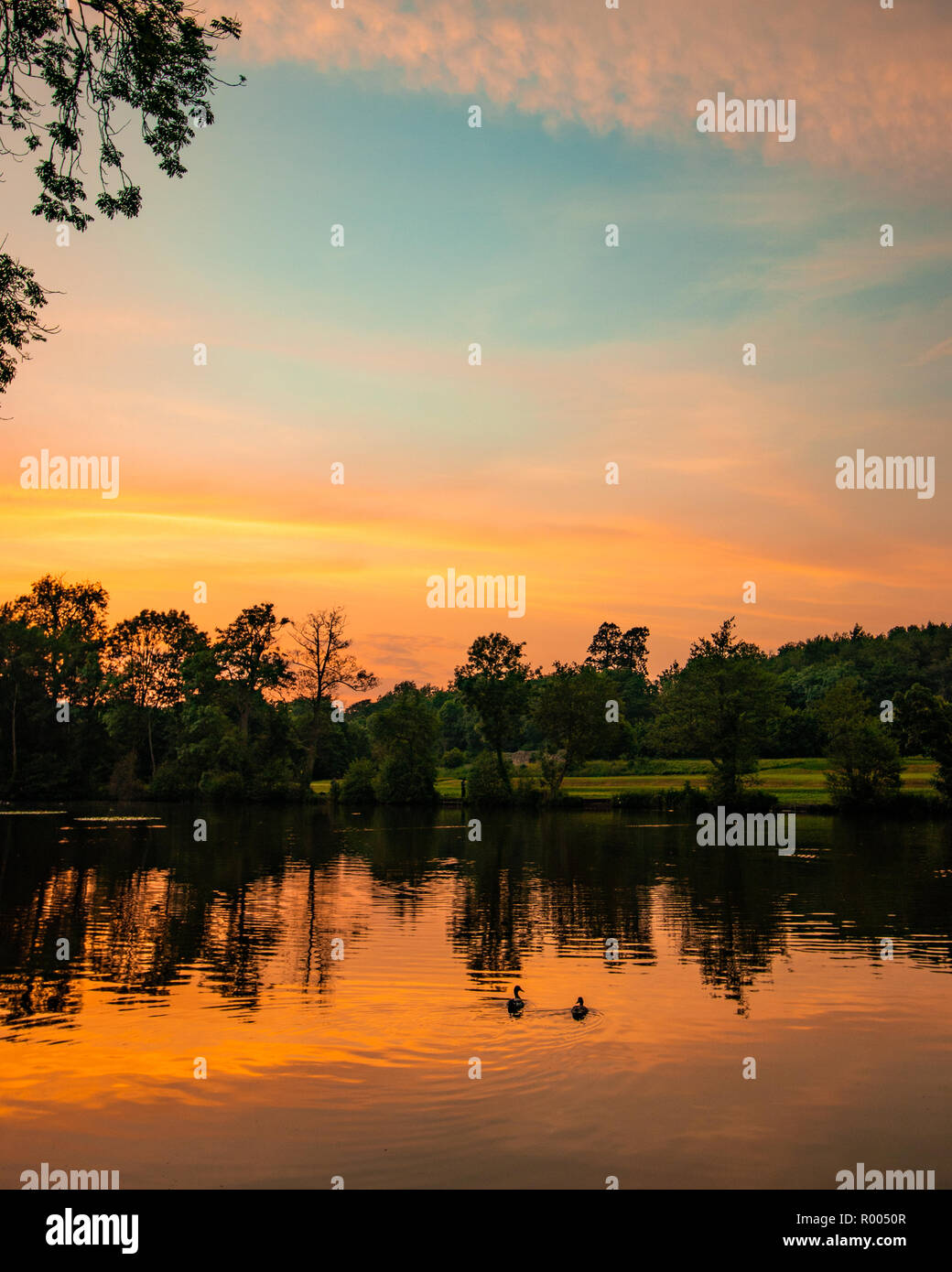 Anatre nuotare su un tranquillo lago al tramonto con alberi che riflettono in acqua calma Foto Stock