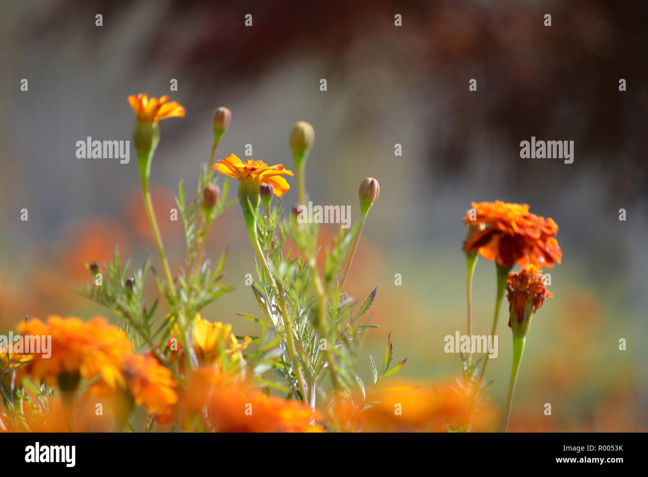 Arancio fiori ornamentali a inizio autunno Foto Stock