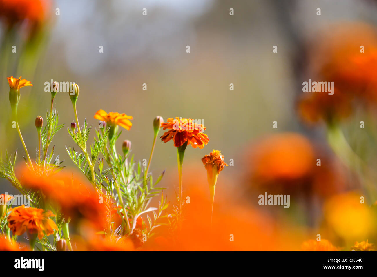 Arancio fiori ornamentali a inizio autunno Foto Stock