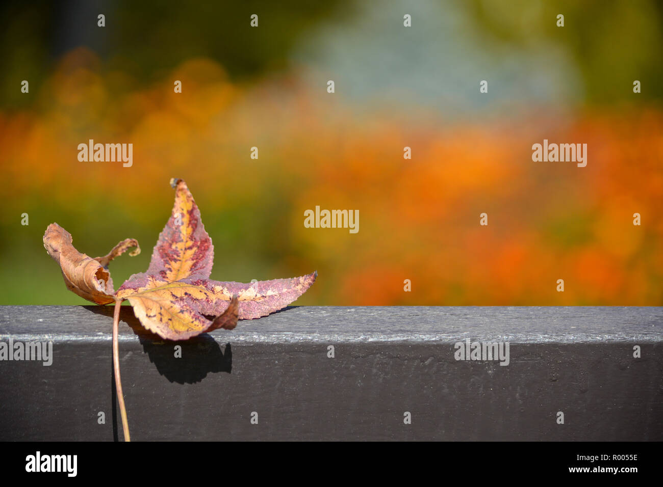 Foglie di autunno sul banco di lavoro Foto Stock