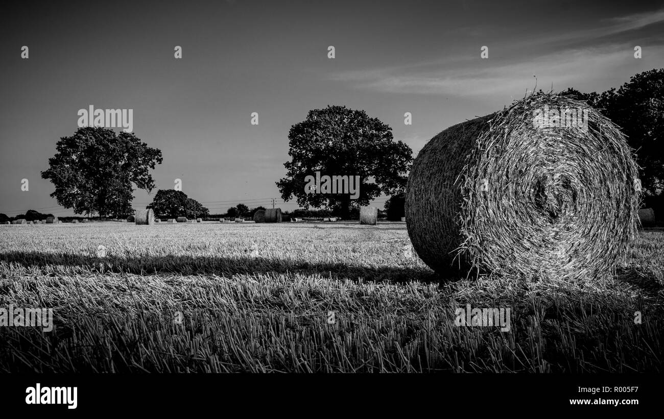 Balle di fieno arrotolate in campi di grano in bianco e nero Foto Stock