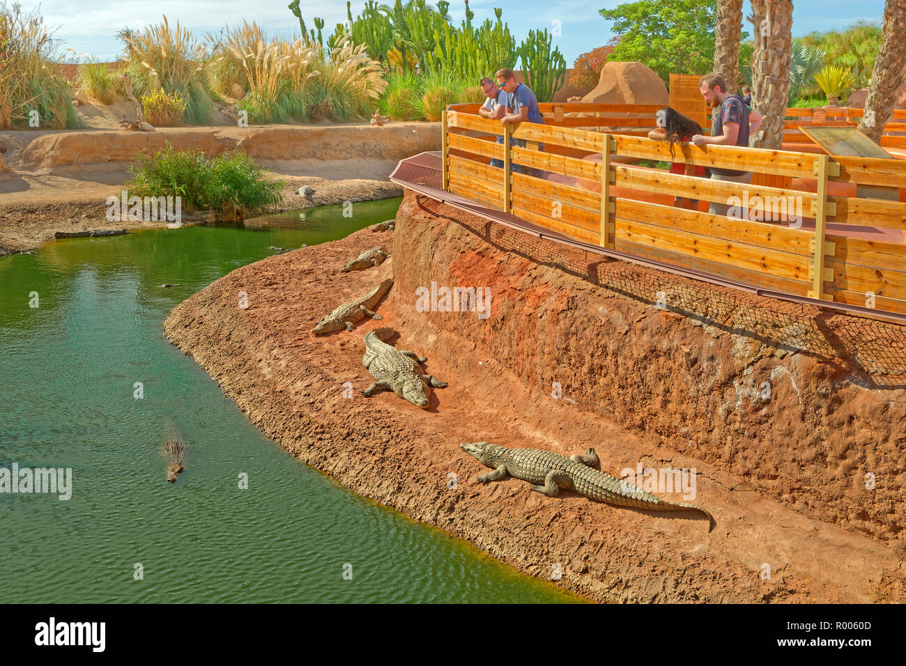 Contenitori di coccodrillo al Croco Park, Agadir, Souss-Massa provincia meridionale del Marocco, Africa occidentale. Foto Stock