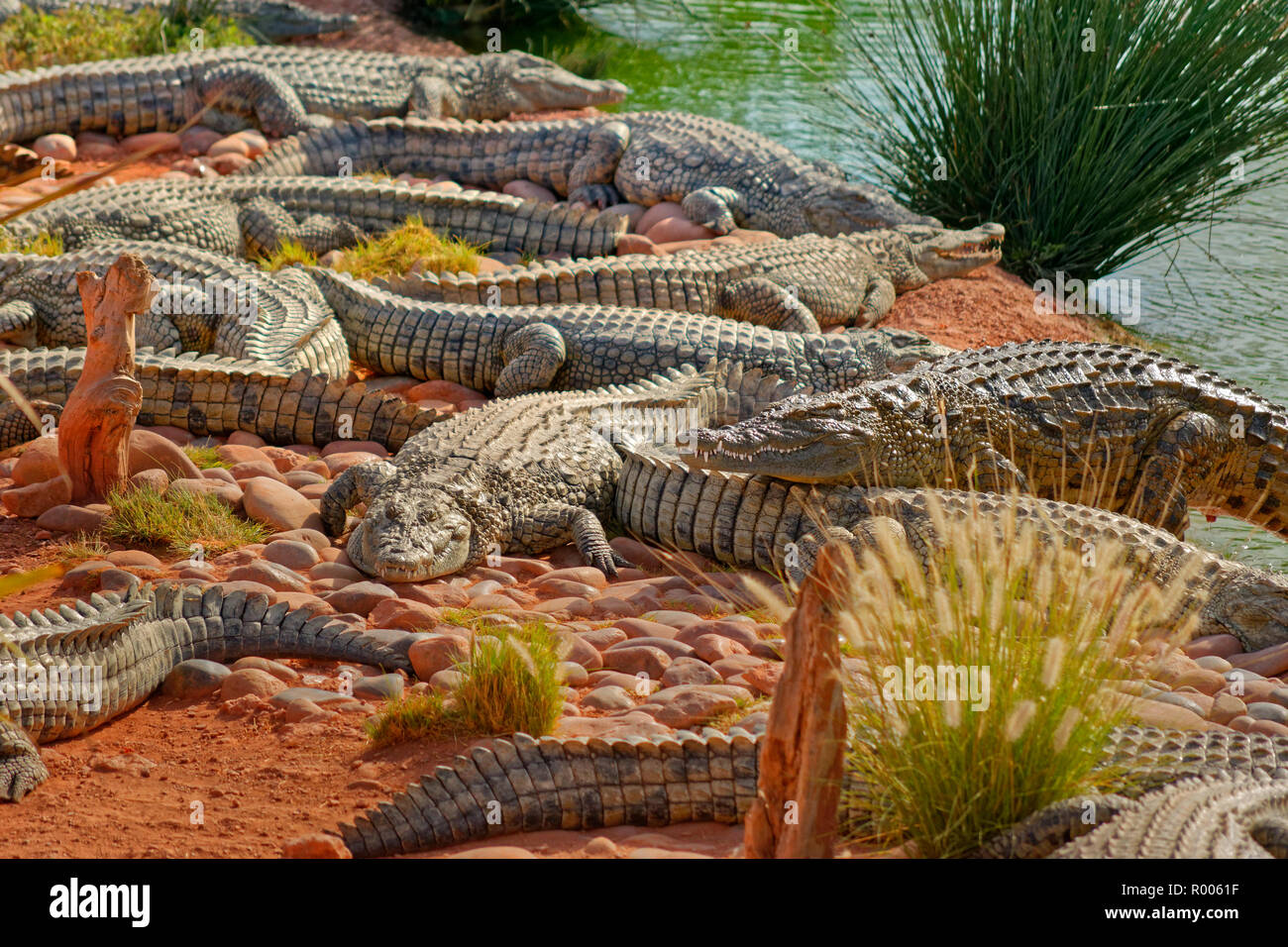 Coccodrilli del Nilo a Croco Park, Agadir, Souss-Massa Provincia, Marocco. Foto Stock