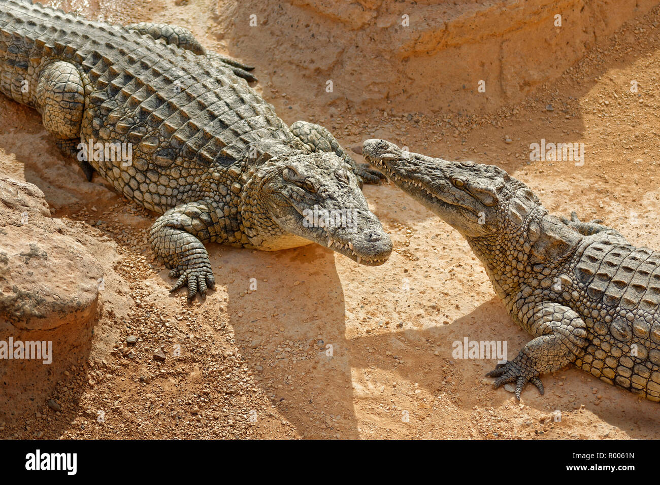 Coccodrilli del Nilo a Croco Park, Agadir, Souss-Massa Provincia, Marocco. Foto Stock