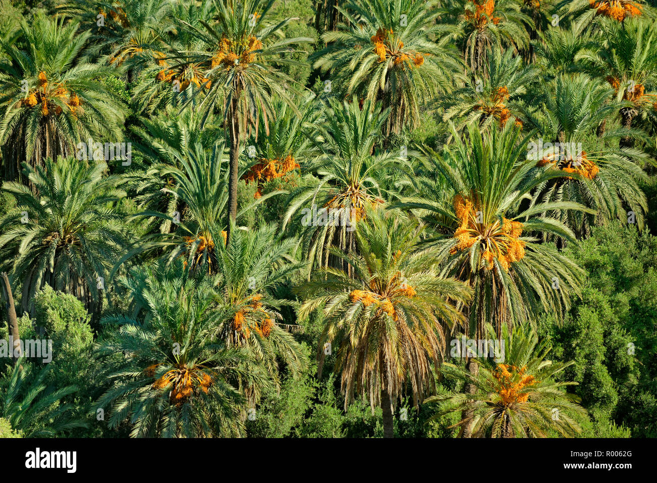 Palme da dattero. Foto Stock