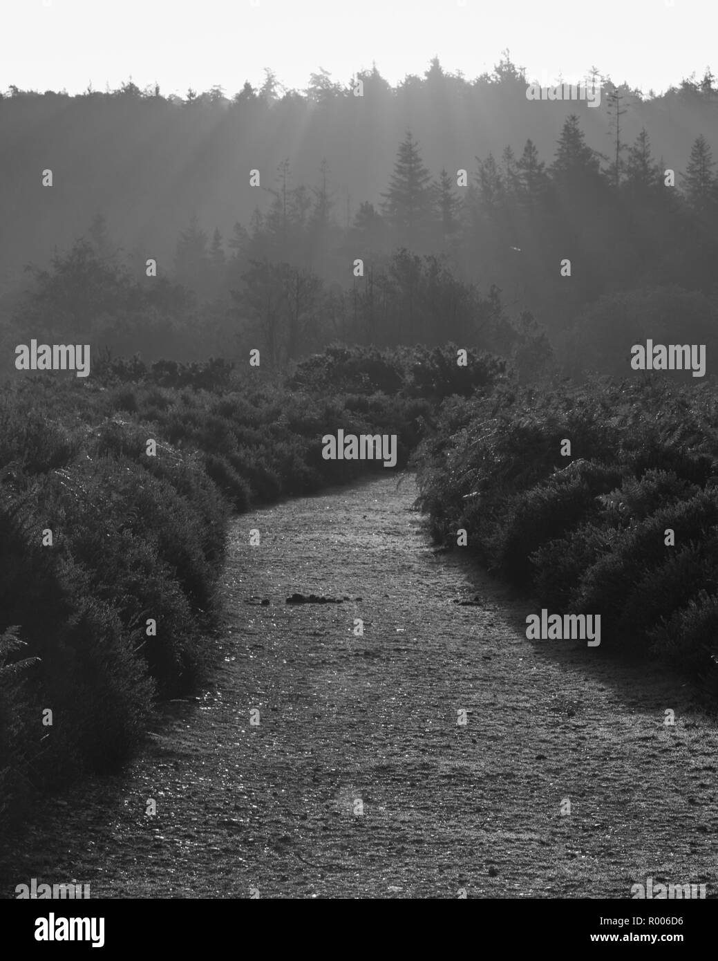 Un percorso nella foresta di nuovo con i raggi di luce la rottura sopra la parte superiore di una fila di alberi di sunrise in bianco e nero Foto Stock