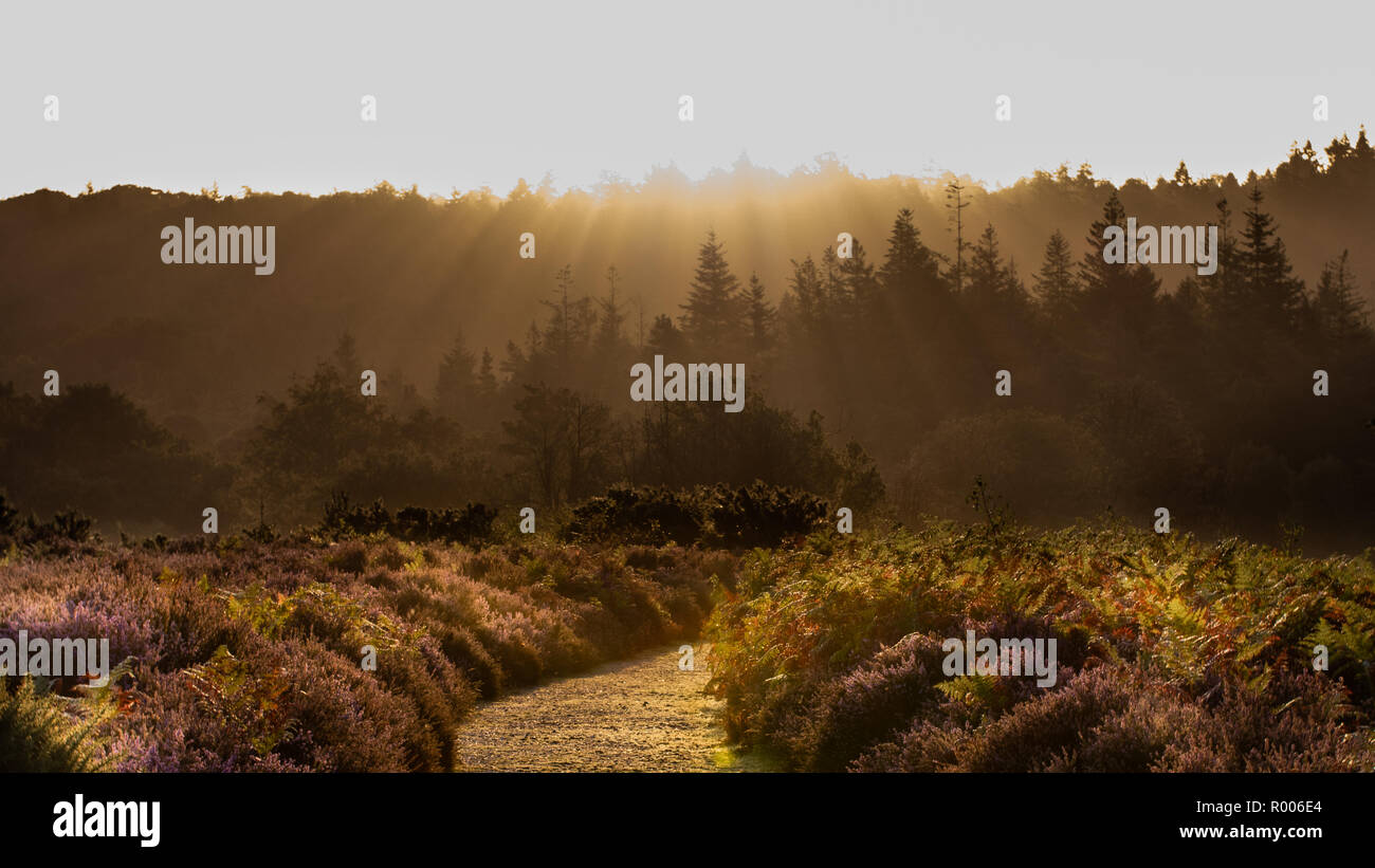 I raggi di luce sopra gli alberi all'alba nella nuova foresta con heather su entrambi i lati del percorso Foto Stock