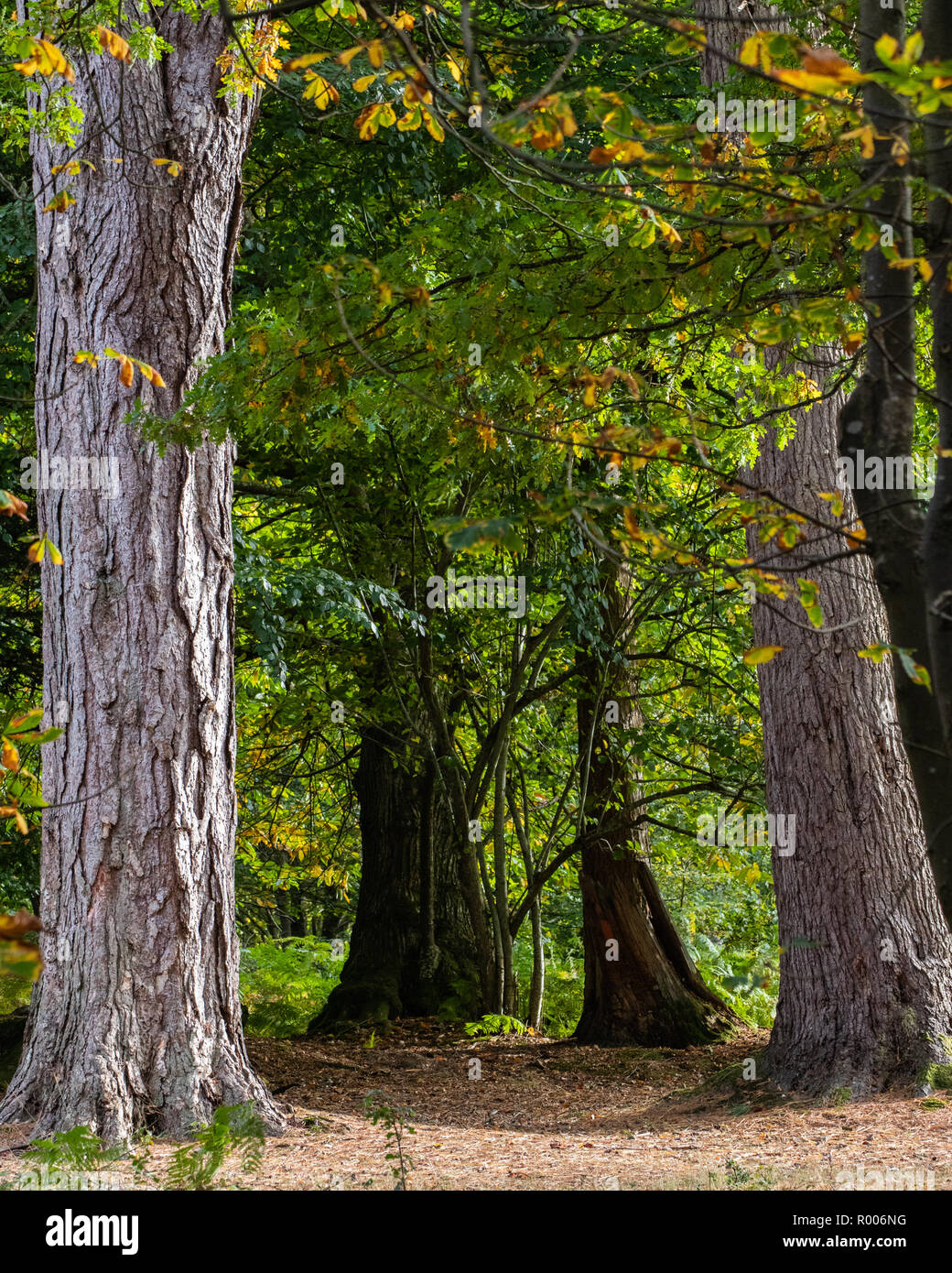 Alti alberi in una foresta in autunno con foglie di colore marrone che ricopre il suolo della foresta Foto Stock