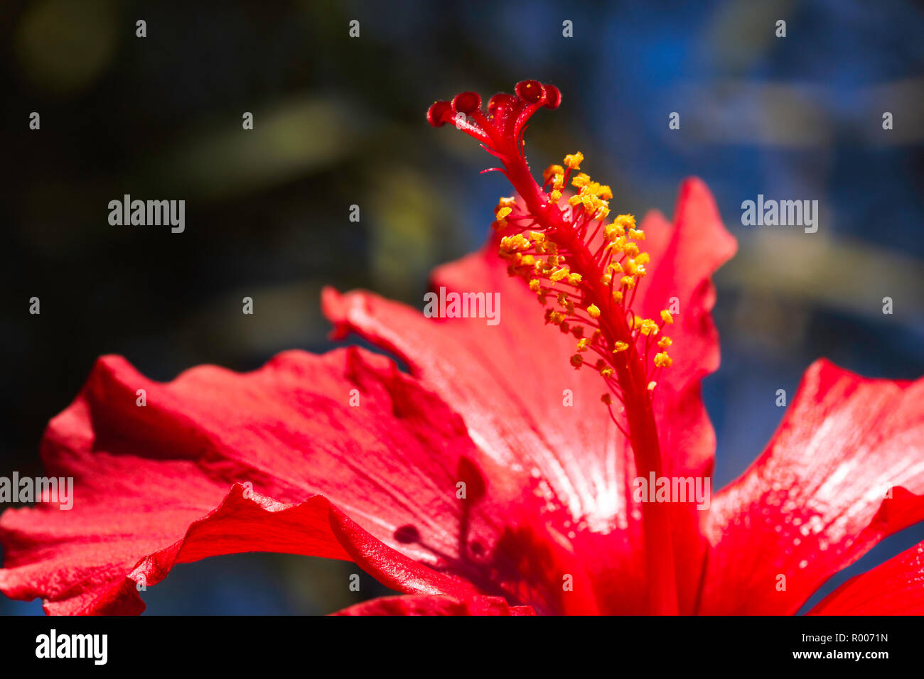 Stame di rosso fiori di ibisco (hibiscus rosa-sinensis) Foto Stock