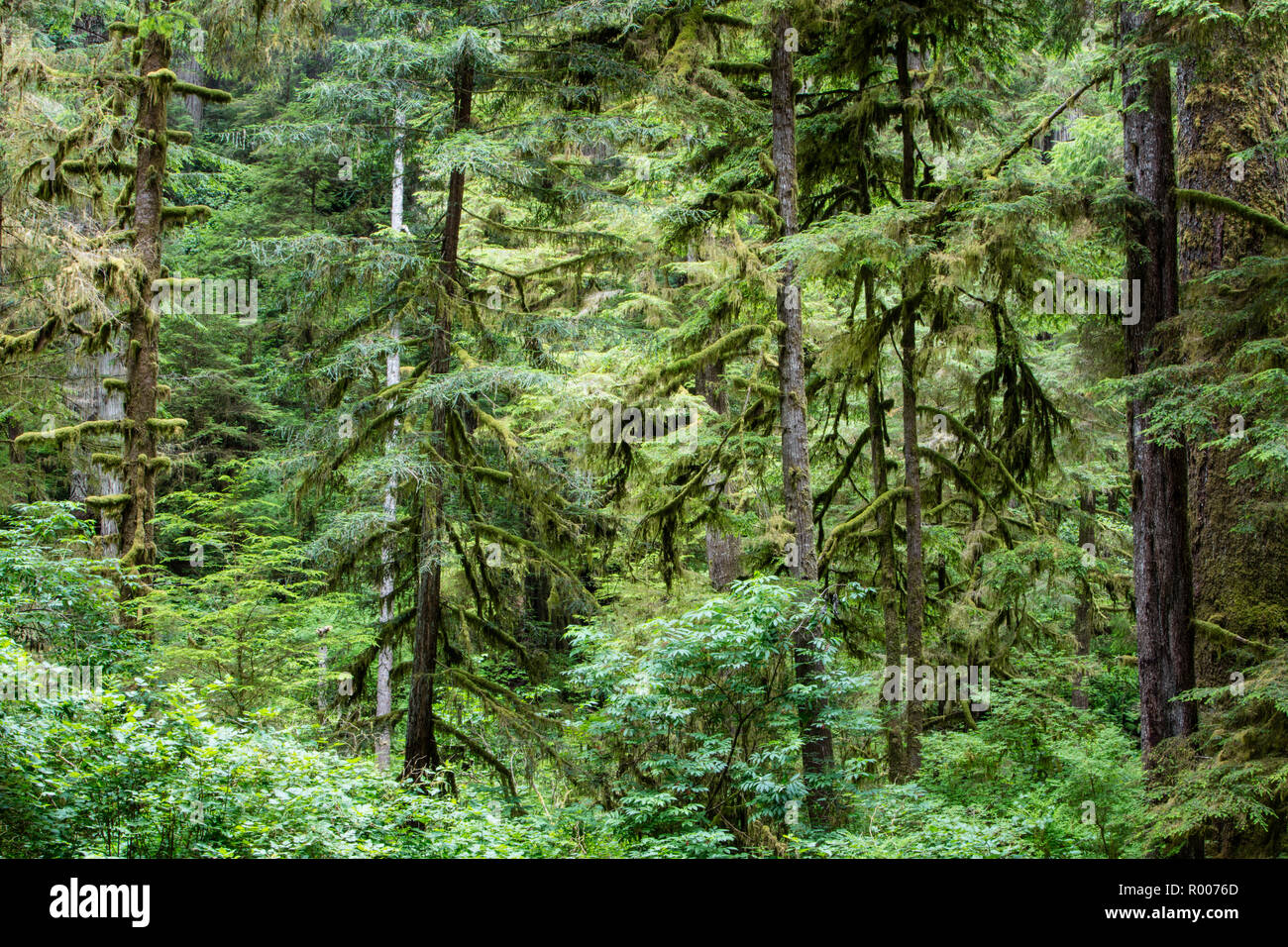 Una foresta costiera di alberi di sequoia cresce nella California del Nord. Redwoods crescere solo in una zona limitata a causa della elevata precisione della temperatura e umidità. Foto Stock