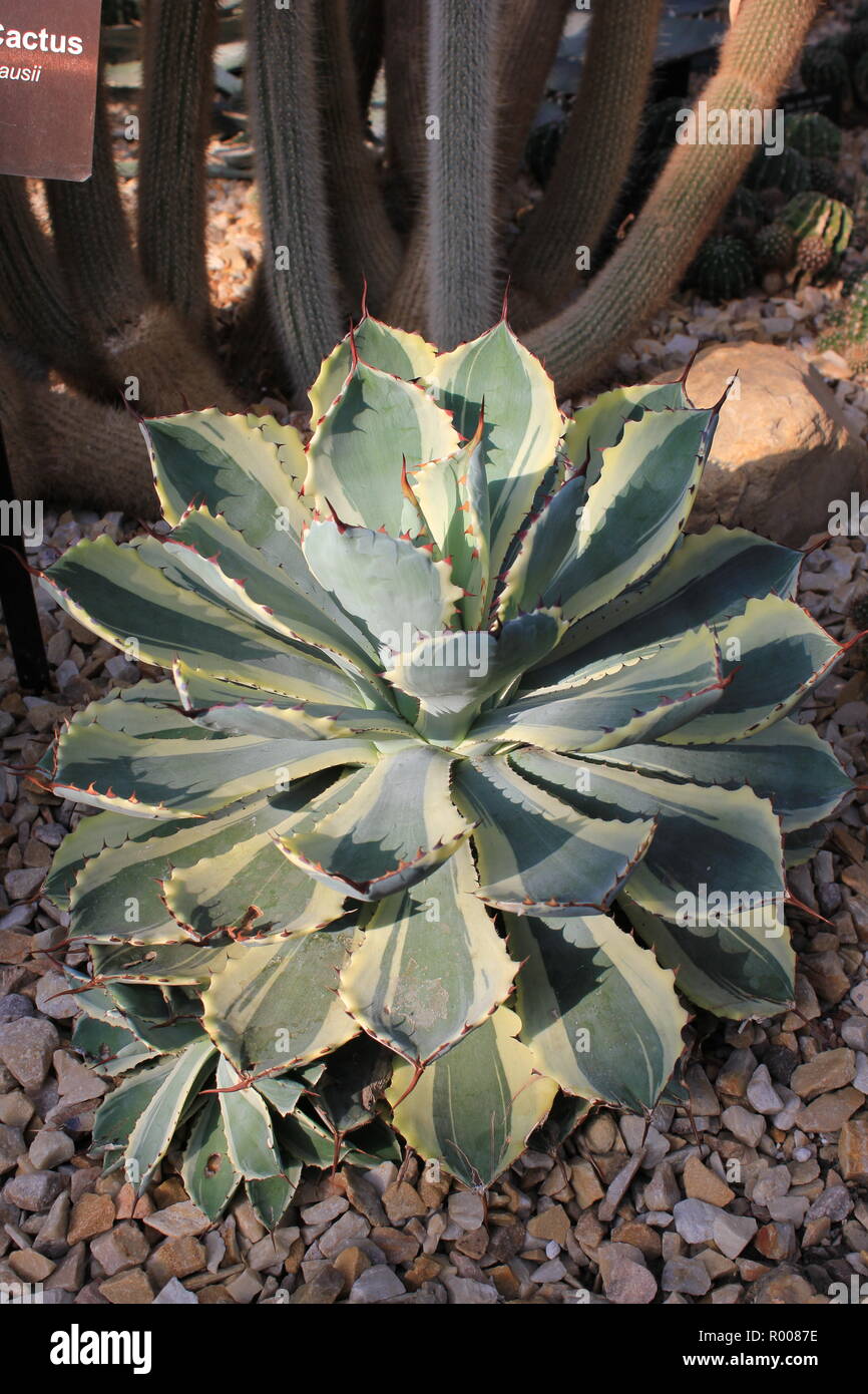 Agave kissho kan, agave potatorumcultivated ornamentali e succulente piante del deserto che crescono in un ambiente arido. Foto Stock