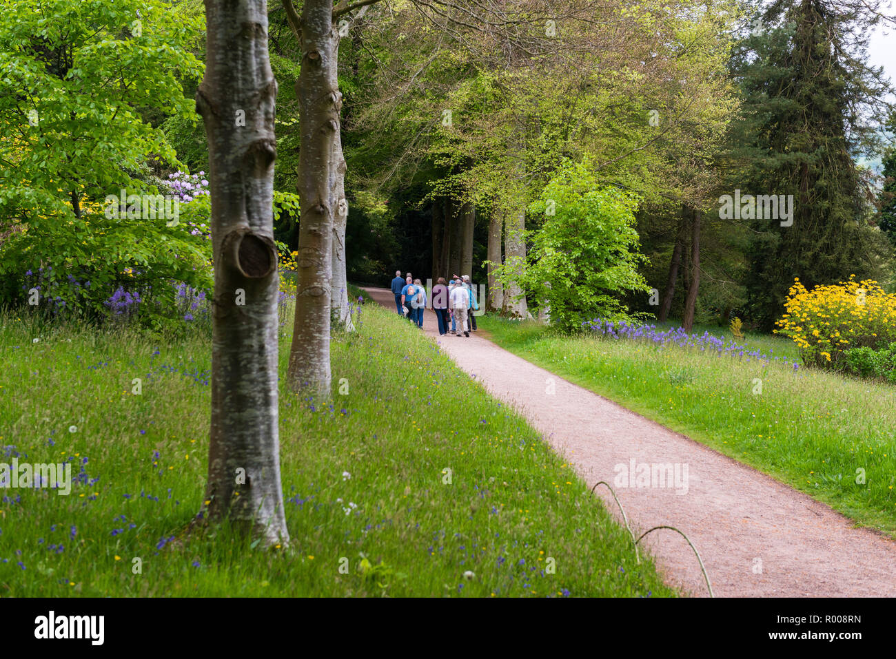 Escursionisti a piedi attraverso boschi. Foto Stock