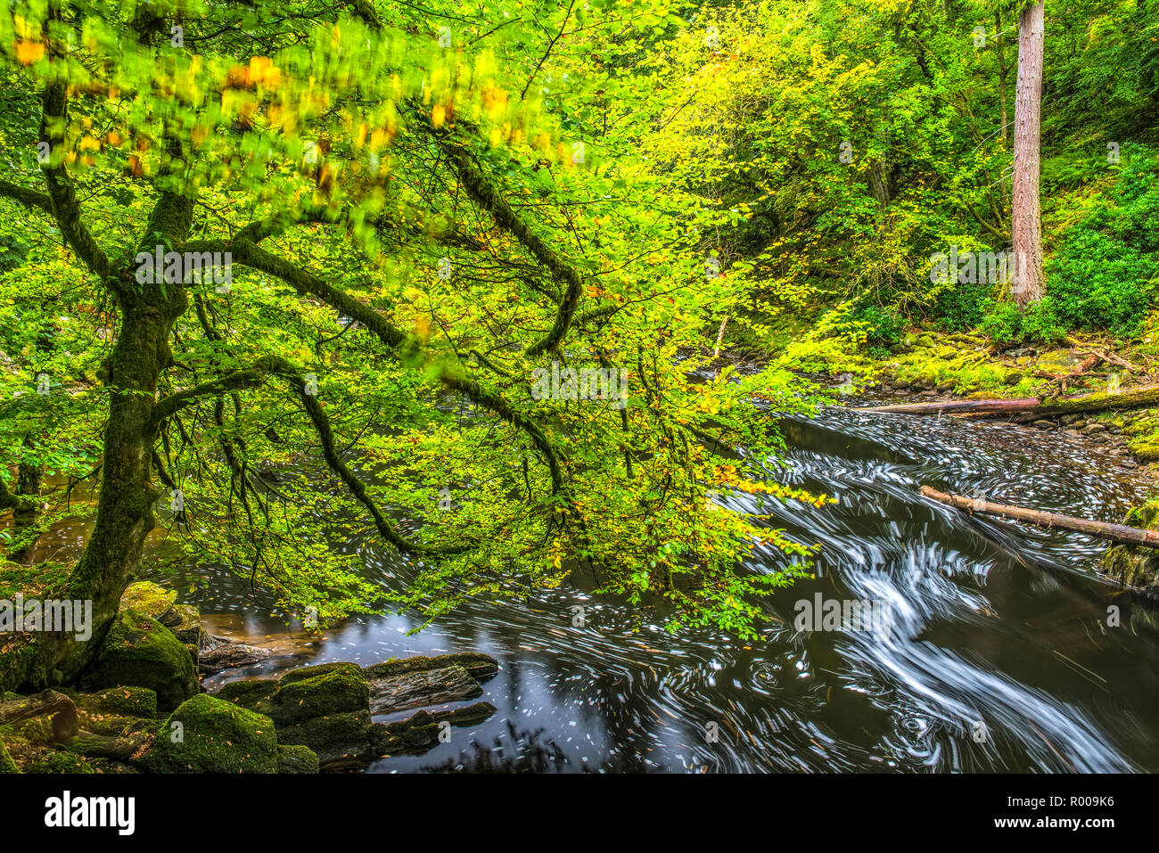 Il fiume Braan presso l'eremo vicino a Dunkeld, Perthshire Scozia Scotland Foto Stock