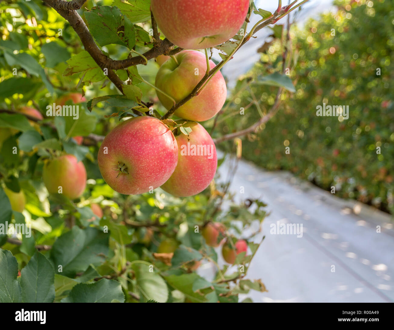 Bianco riflettente la copertura del terreno sull'erba vicoli tra righe di Braeburn varietà di meli. frutteto dell Alto Adige nel nord Italia Foto Stock