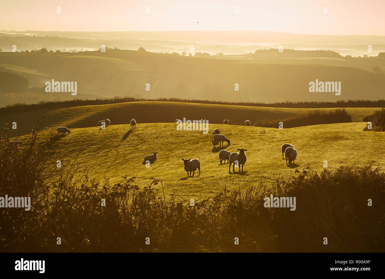 Pecore al pascolo nella luce dorata su terreni agricoli Dorset vicino Pilsdon Pen Hill di sunrise Foto Stock