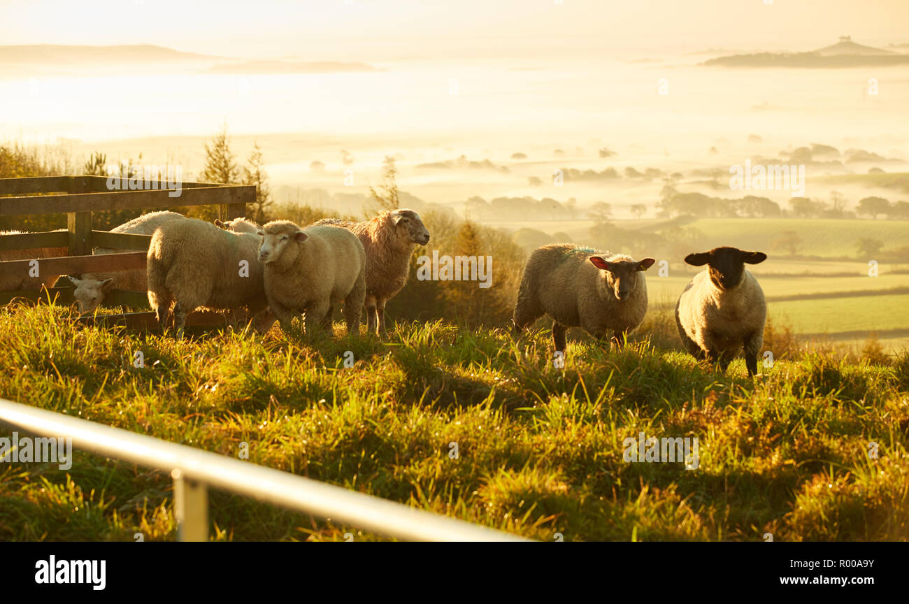 Pecore al pascolo nella luce dorata su terreni agricoli Dorset vicino Pilsdon Pen Hill di sunrise Foto Stock
