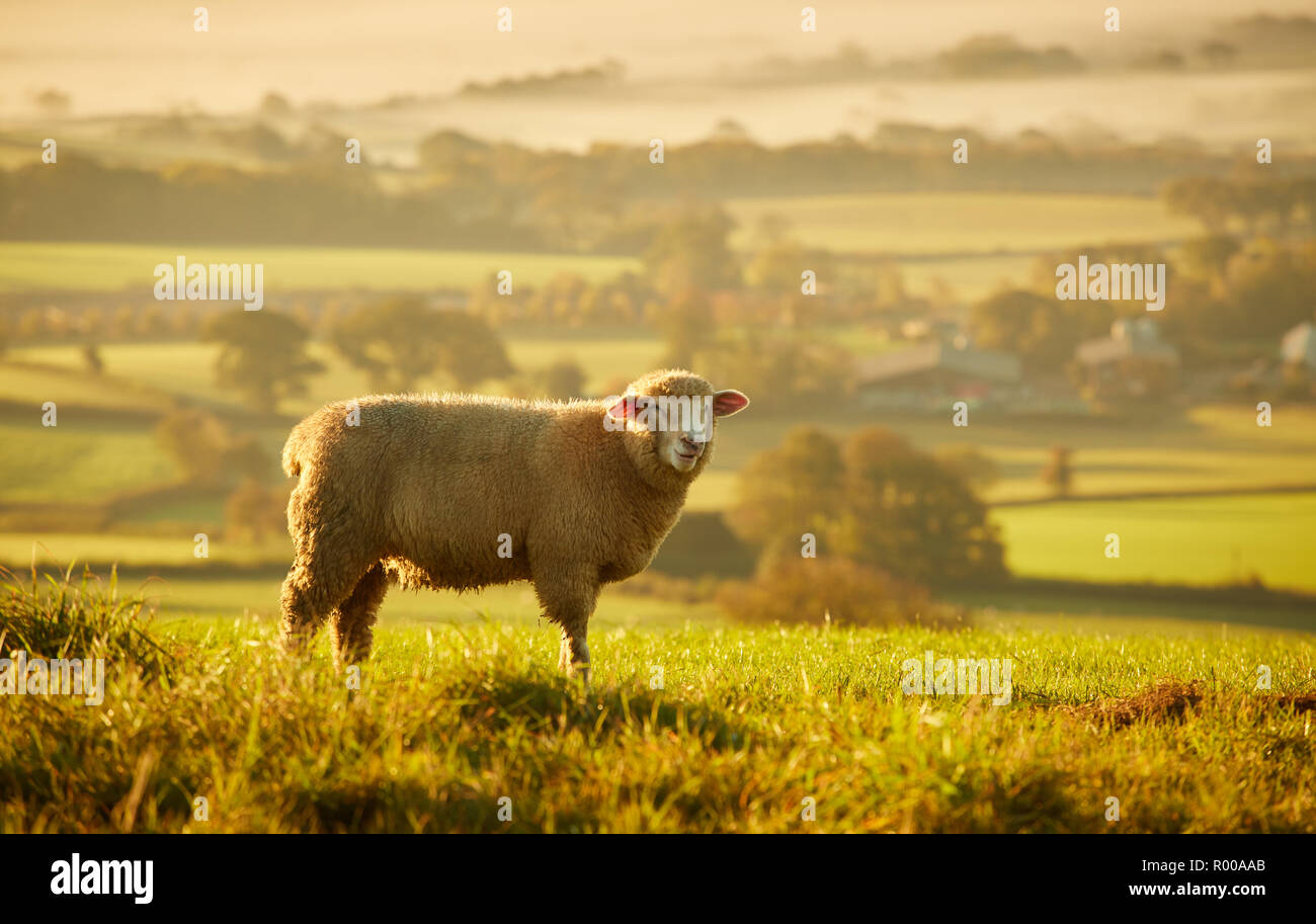 Pecore al pascolo nella luce dorata su terreni agricoli Dorset vicino Pilsdon Pen Hill di sunrise Foto Stock